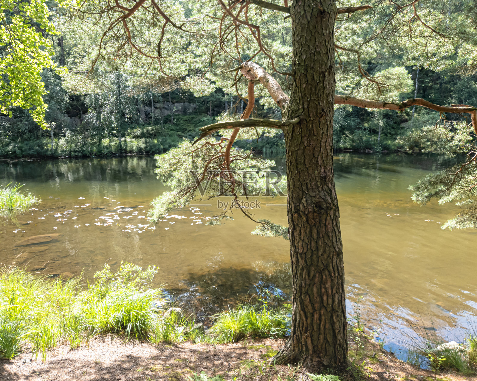 瑞典哥德堡Delsjön湖旁边的树上发光的叶子照片摄影图片