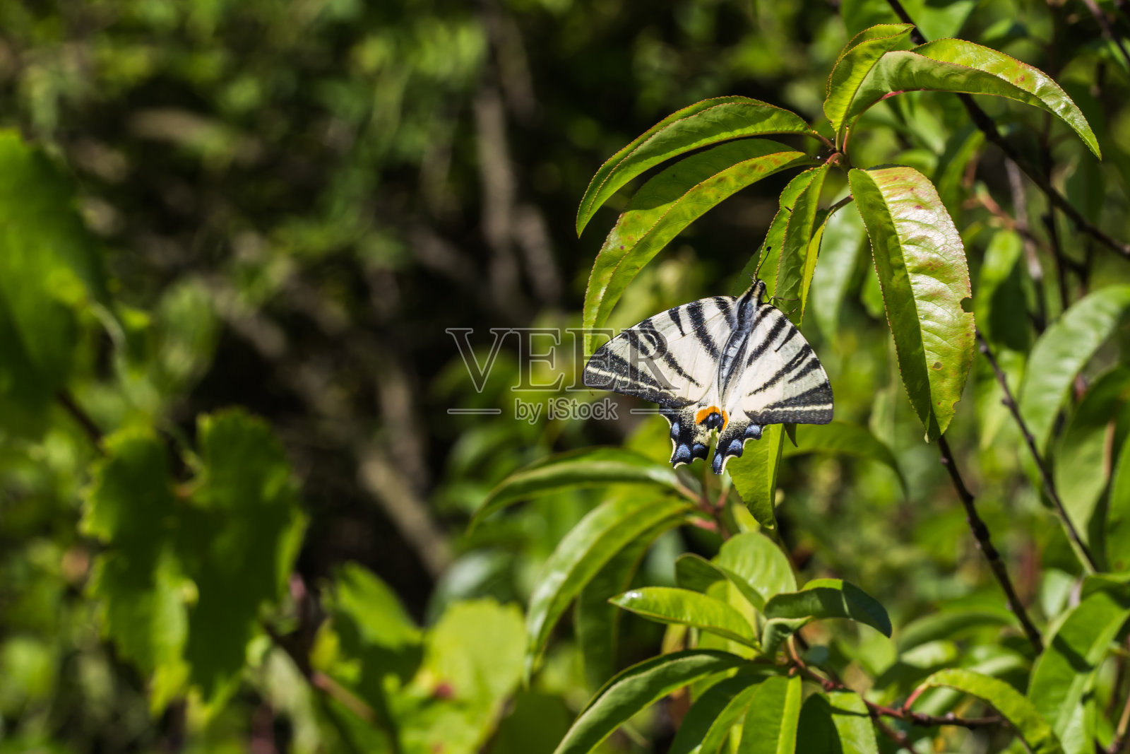 帆蛾照片摄影图片
