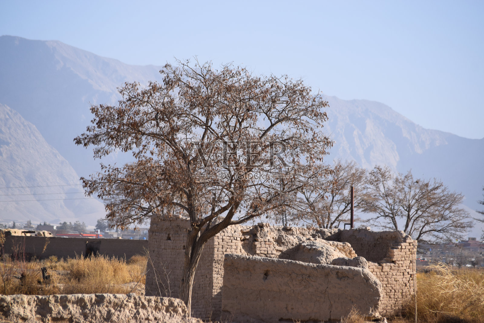 夏季枯树落叶，草地绿植，老建筑蓝天自然户外景观背景墙纸照片摄影图片