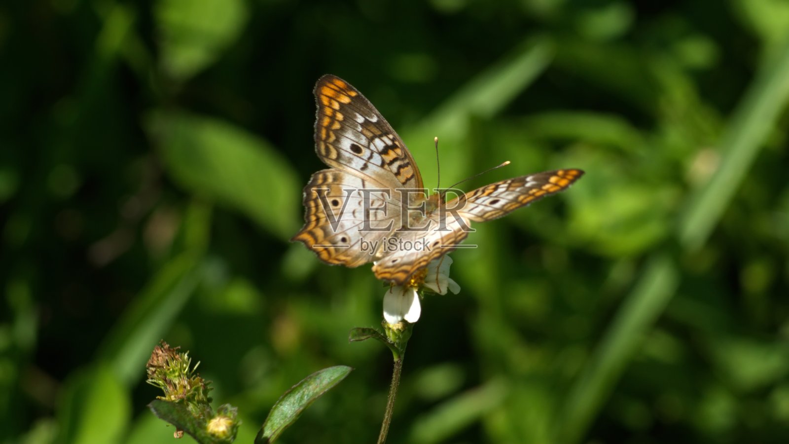 花上的蝴蝶照片摄影图片