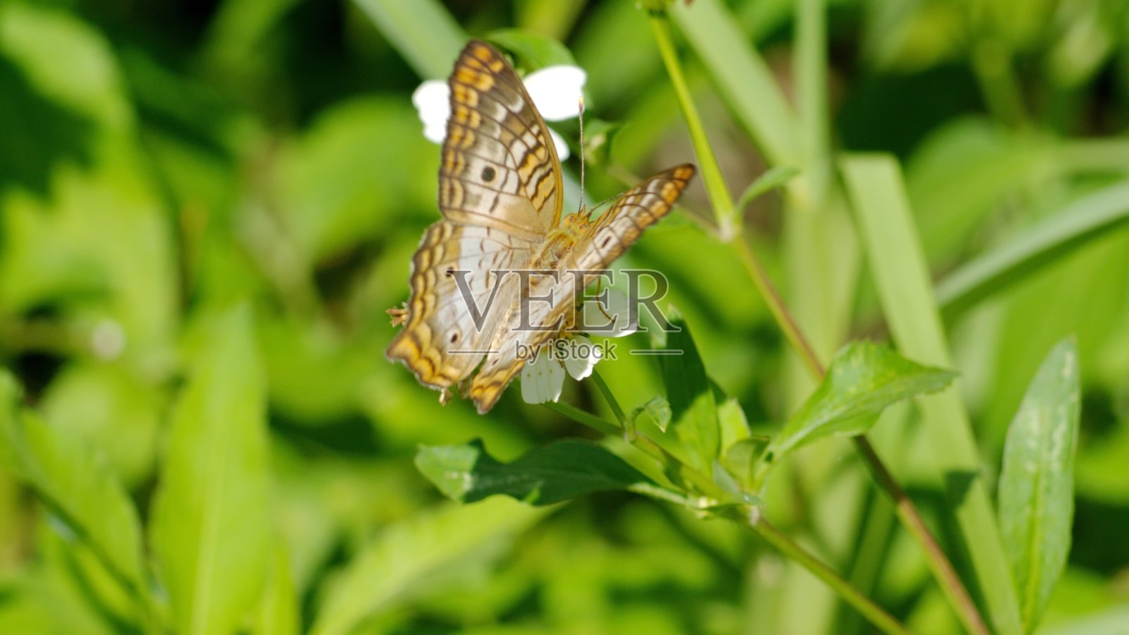 花上的蝴蝶照片摄影图片