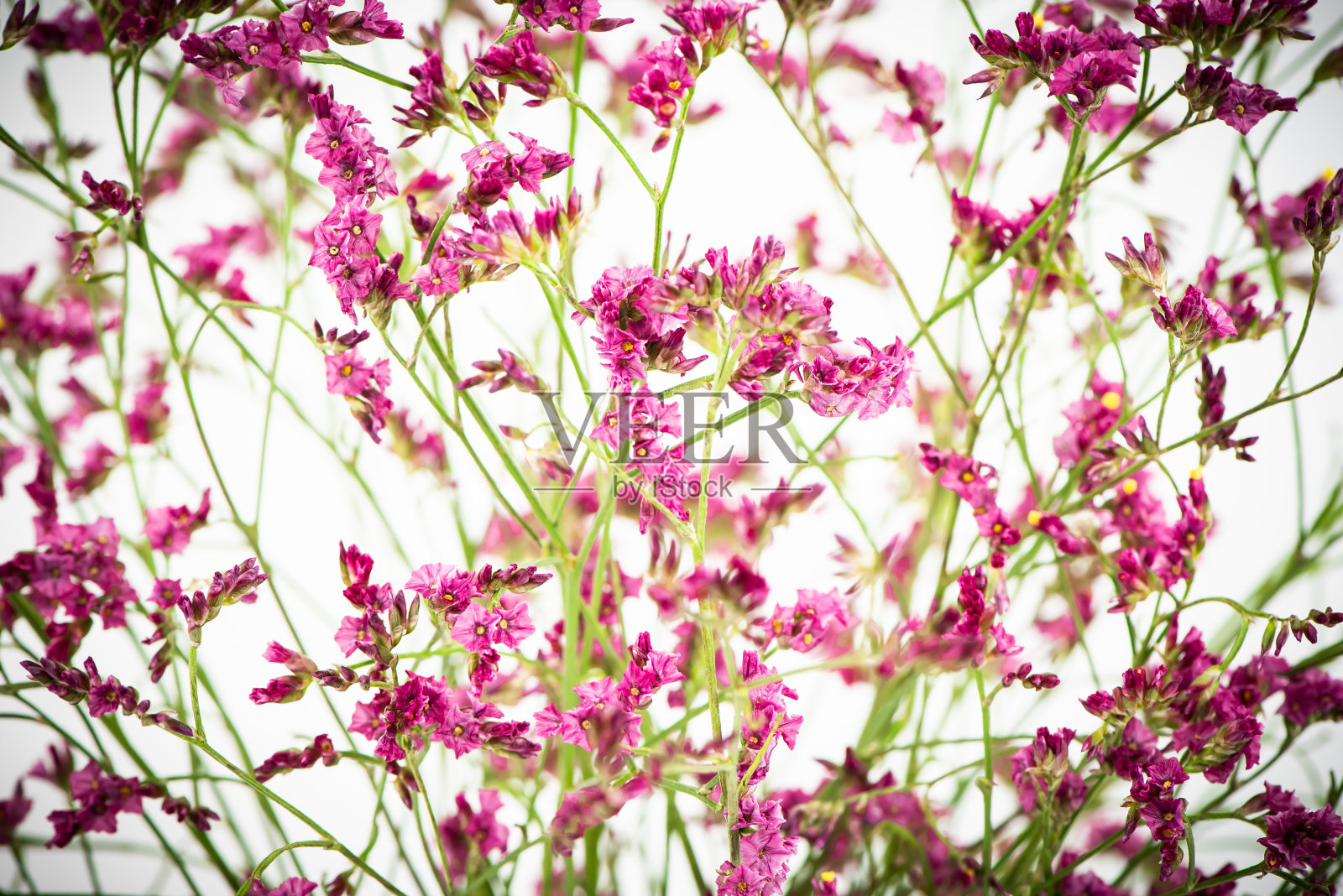 白底红花照片摄影图片