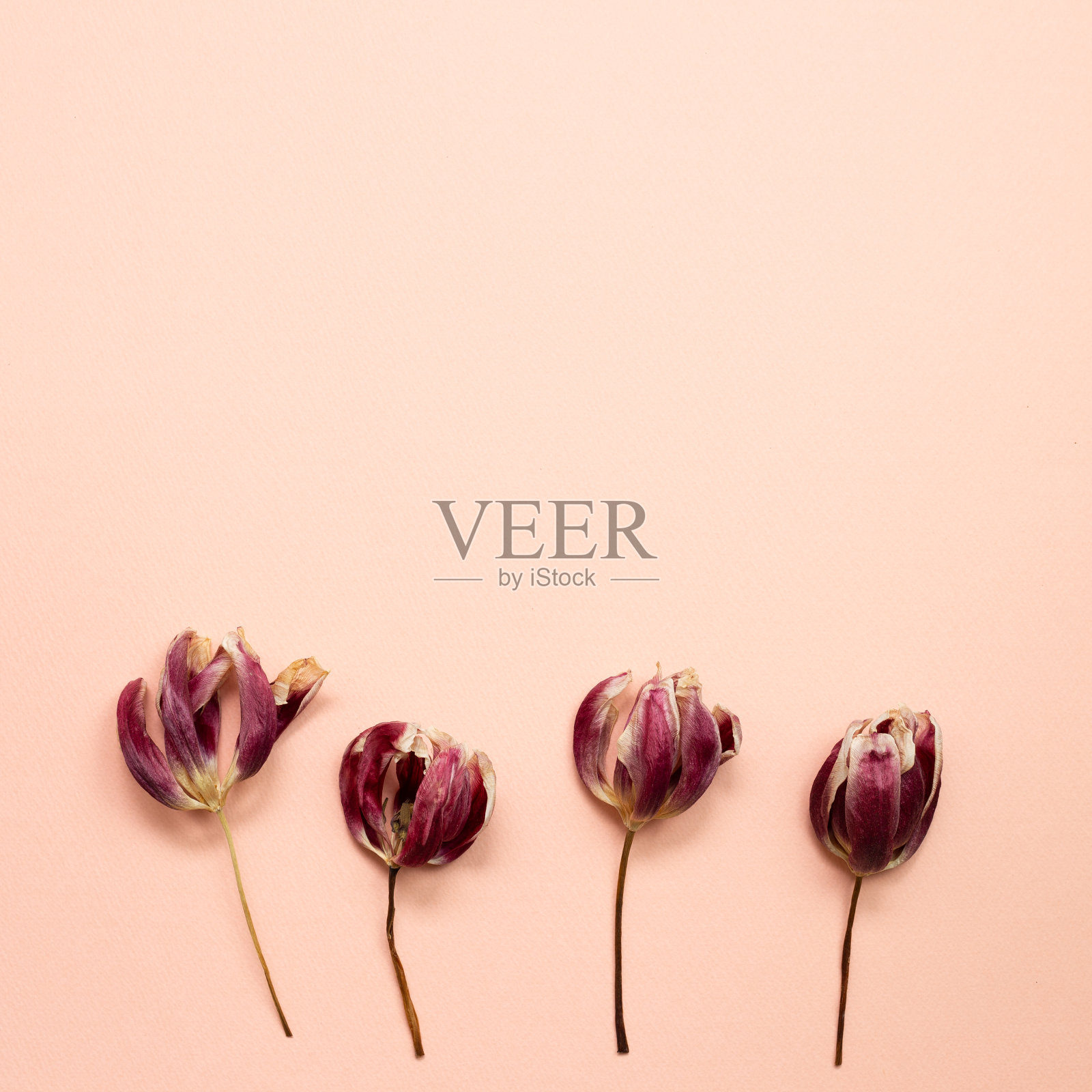 红色紫色干郁金香花在粉红色的背景。平铺，俯视图，拷贝空间照片摄影图片