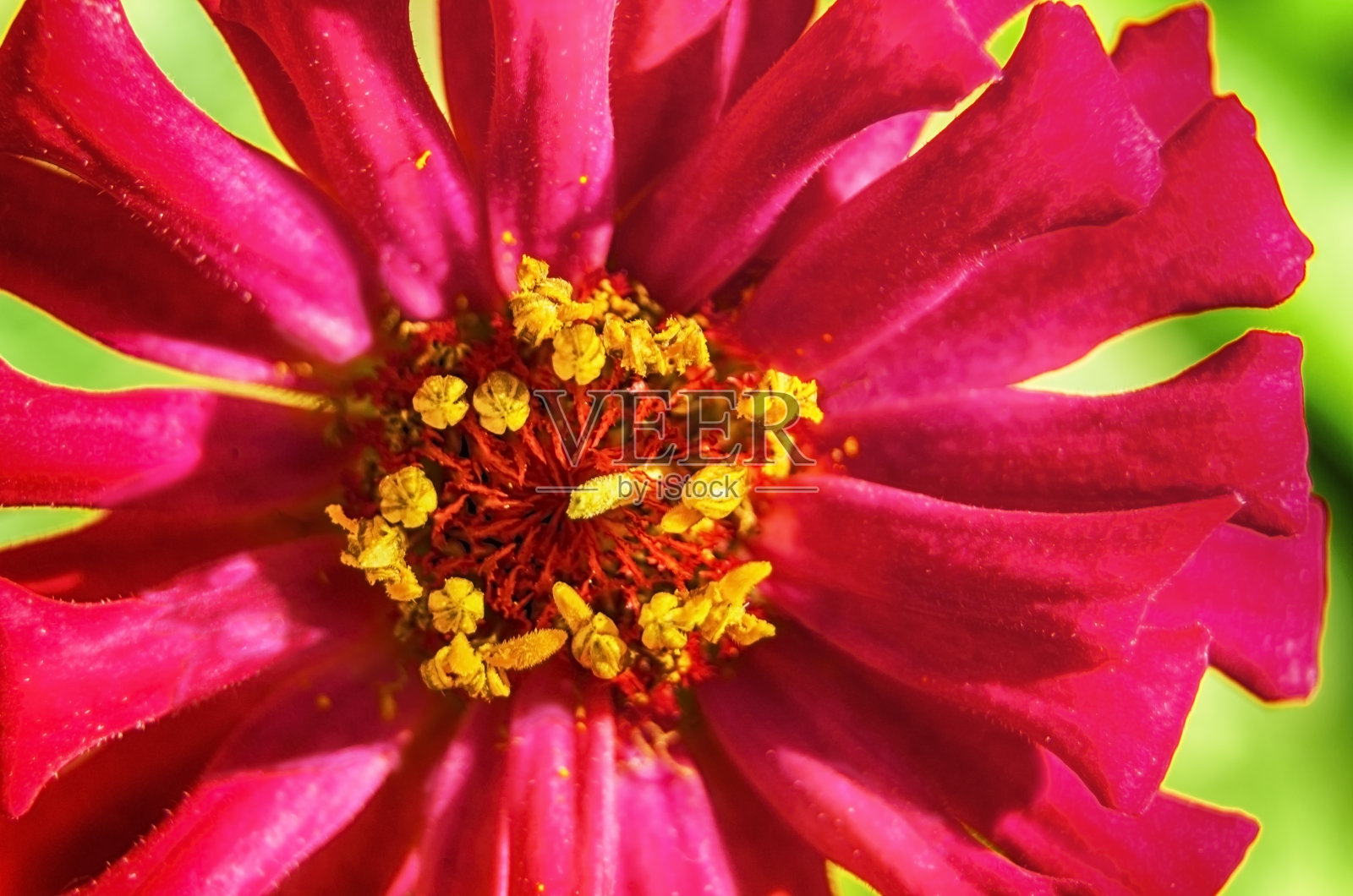 美丽罕见的花瓣分层红花照片摄影图片