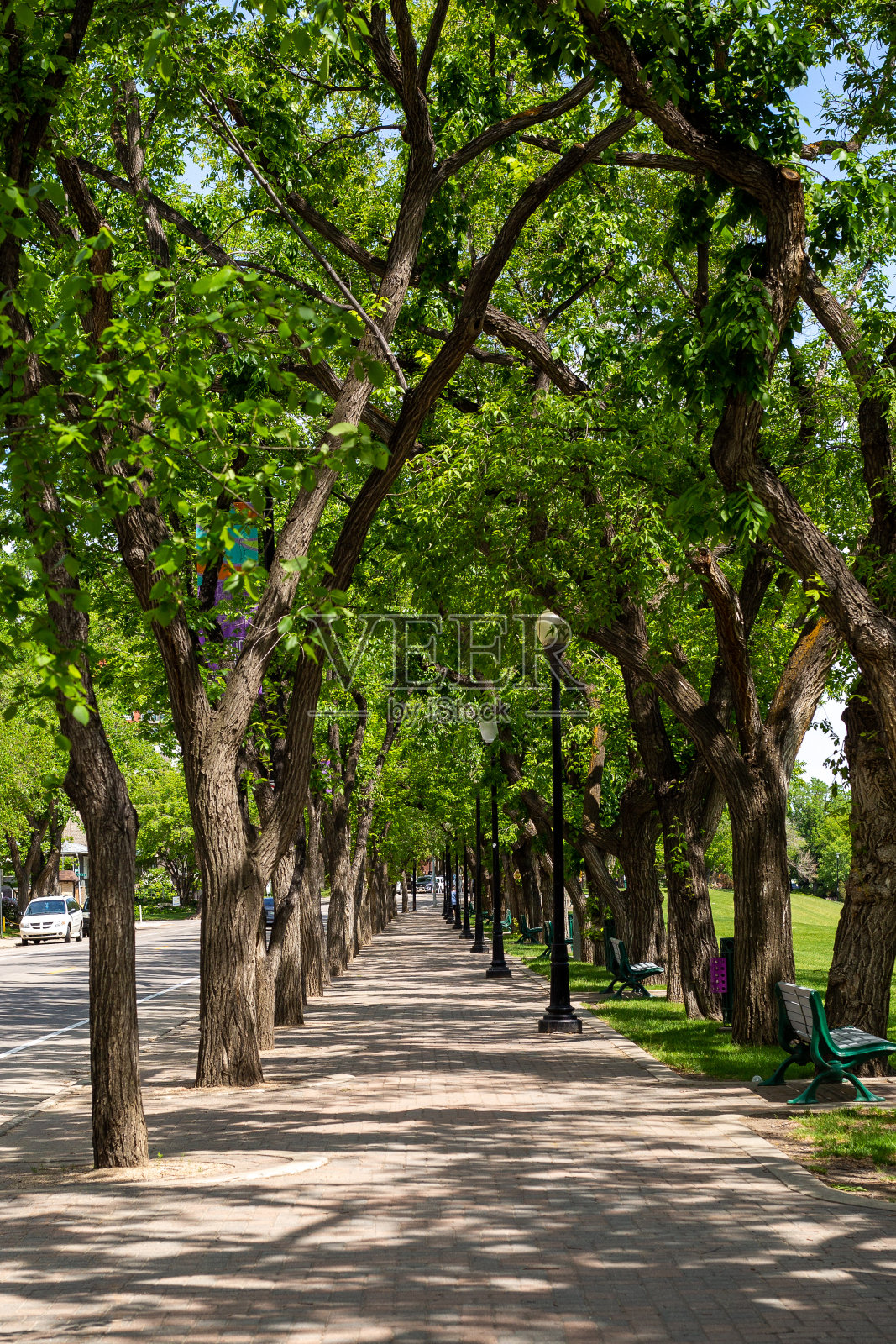 萨斯喀彻温省萨斯卡通沿岸的绿树成荫的人行道照片摄影图片