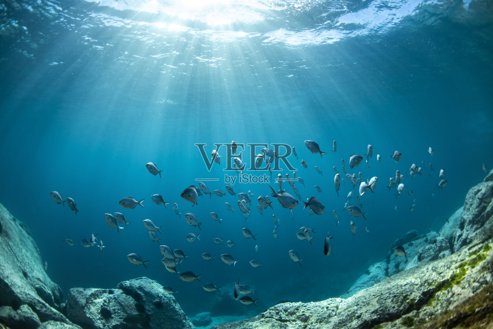 学校的鱼照片摄影图片