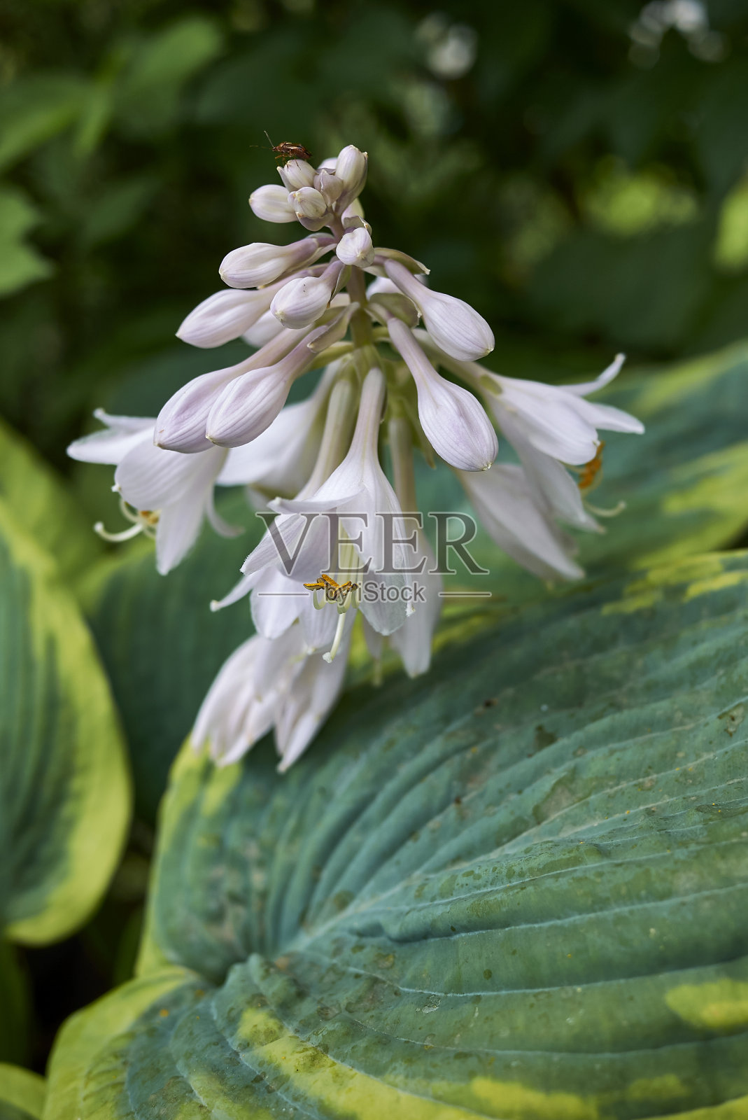 玉簪属草本植物sieboldiana照片摄影图片