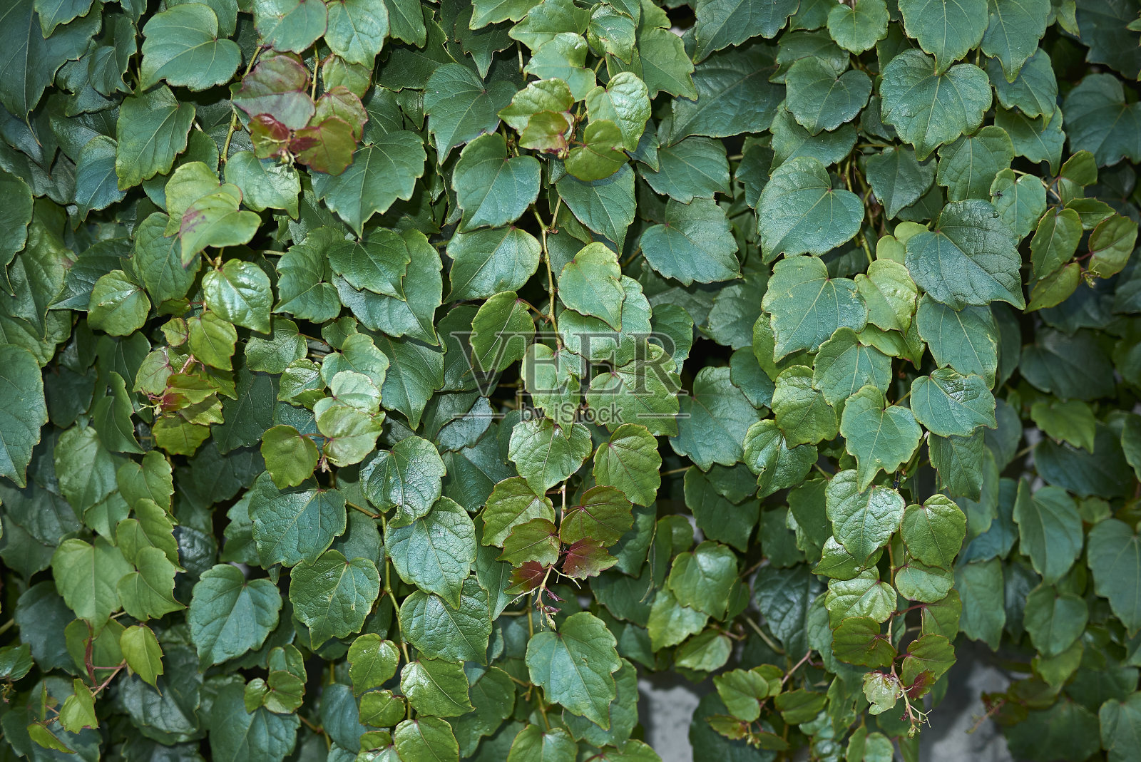 树叶的全帧拍摄照片摄影图片