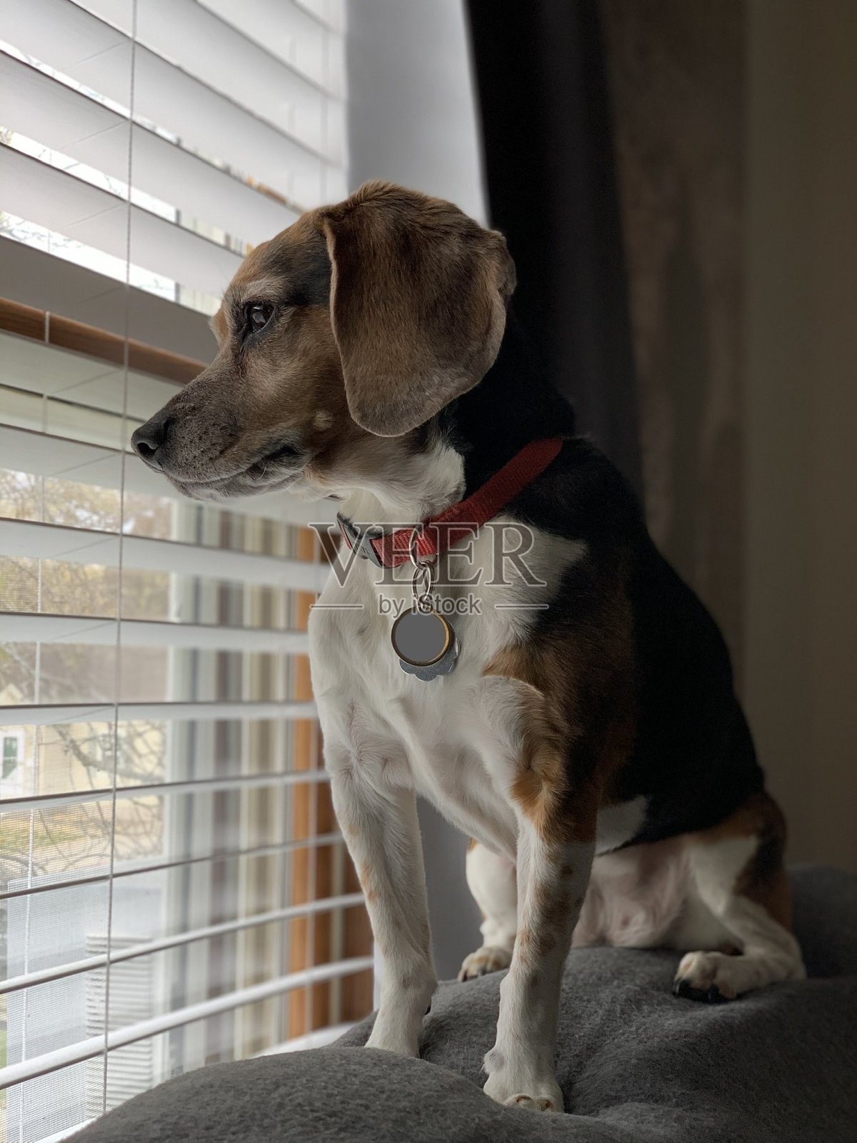 看邻居的狗的完美视角照片摄影图片