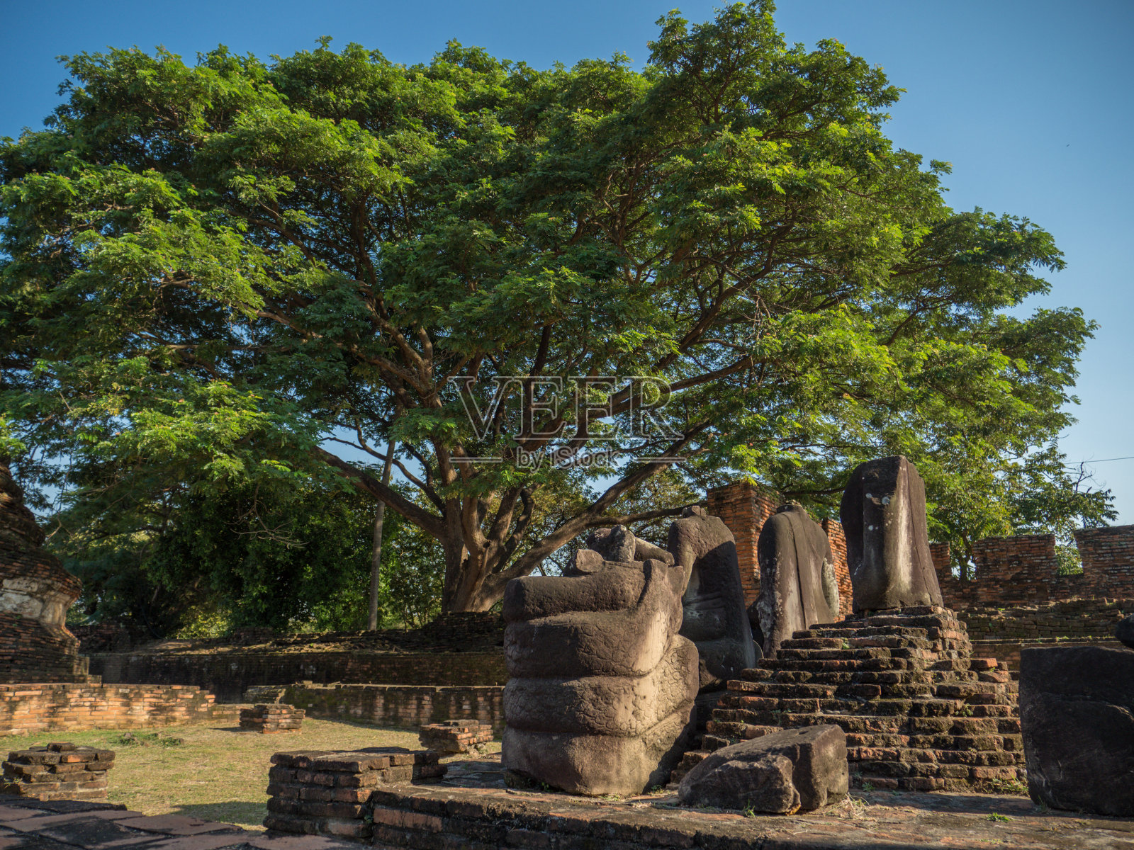 泰国大城府的佛像和大树废墟照片摄影图片