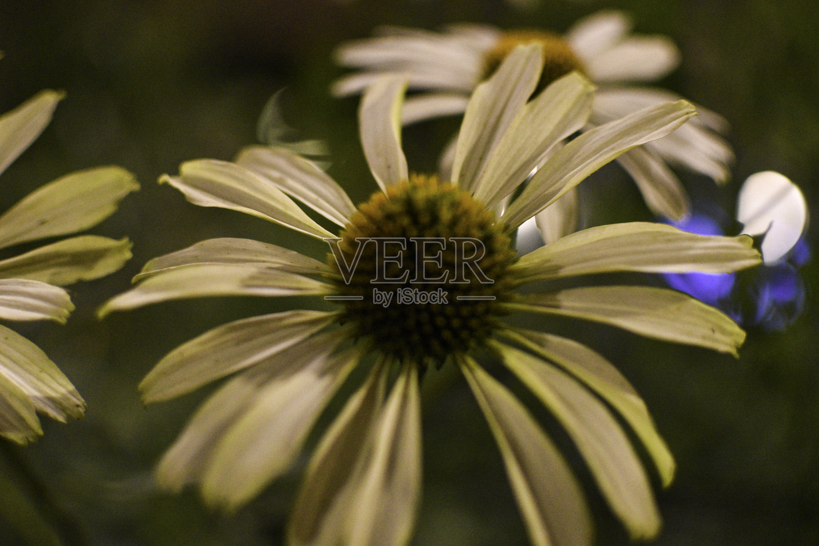 晚上花照片摄影图片