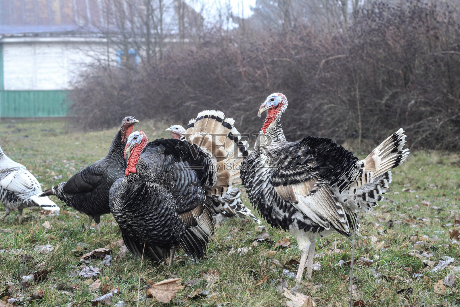 农场上的一群火鸡在大自然中散步。保护公园里的宠物。库存图片背景照片摄影图片