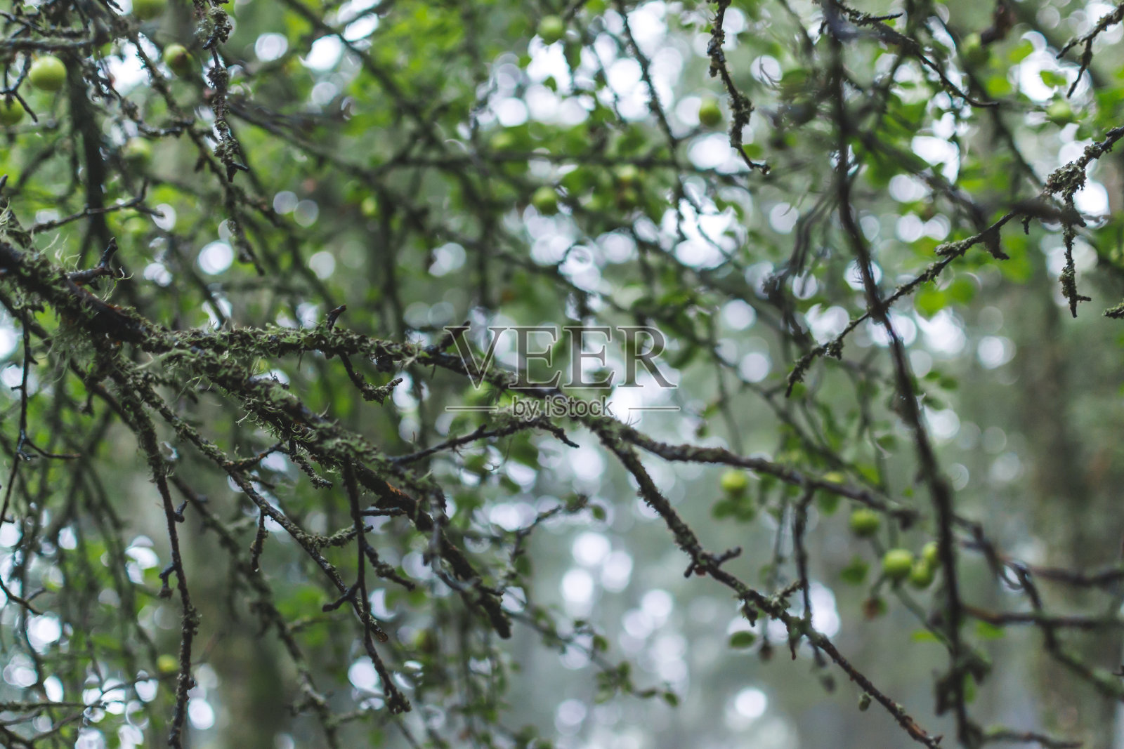 特写分支照片摄影图片