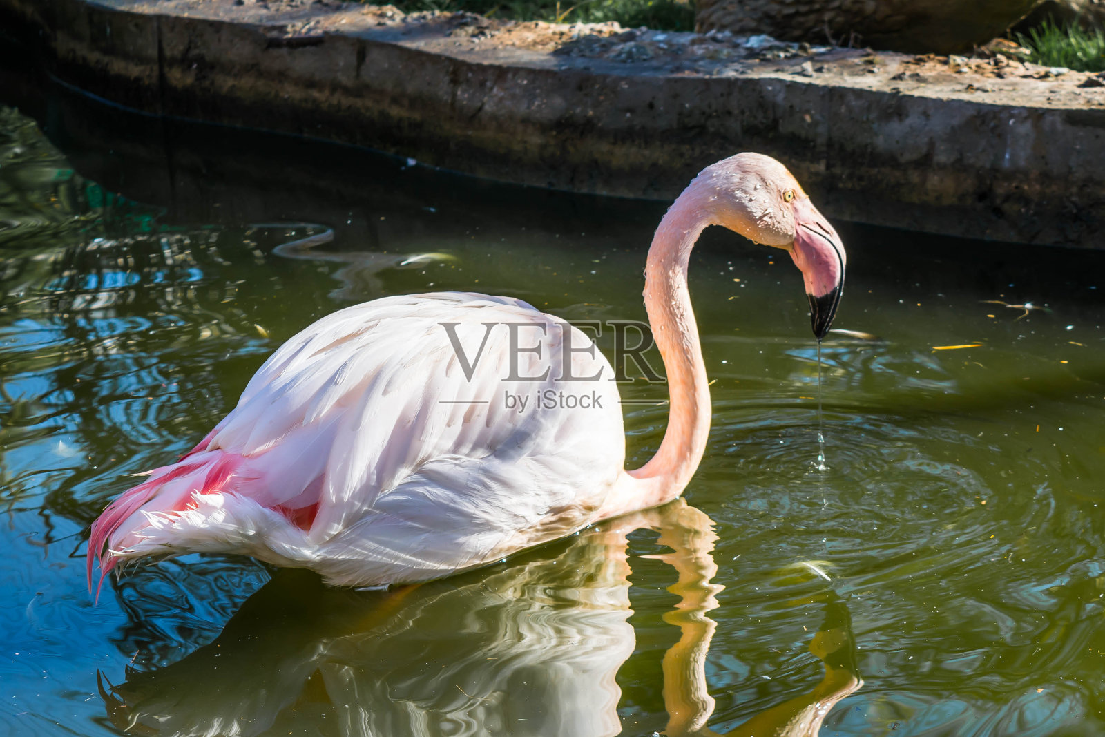 粉红色的火烈鸟照片摄影图片