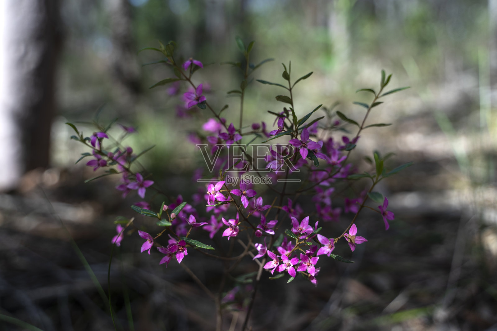 澳大利亚丛林植物照片摄影图片