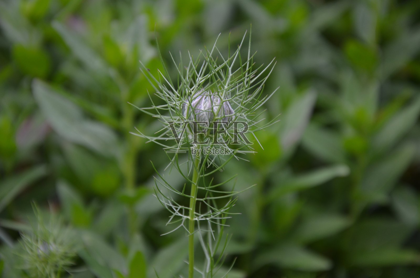 尼盖拉·达马塞纳照片摄影图片
