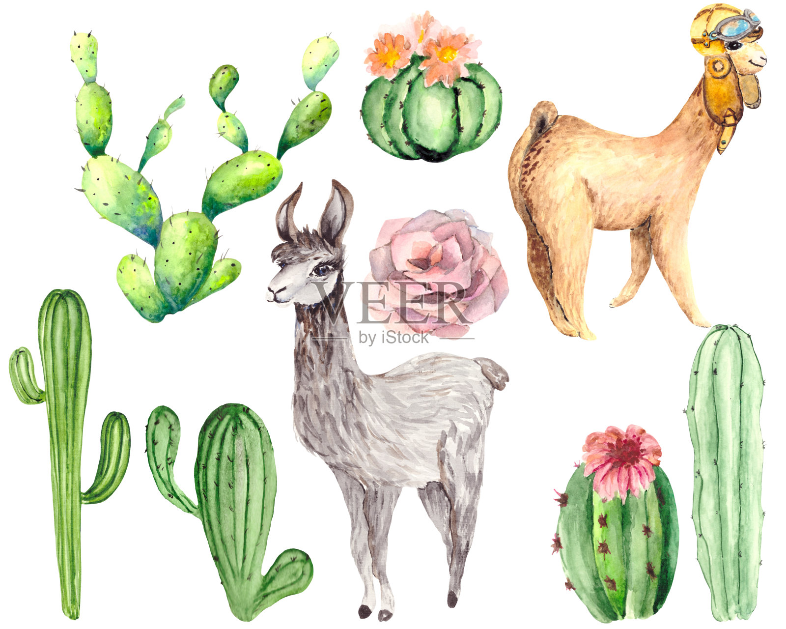 可爱的羊驼和绿色多汁的仙人掌，粉红色的花孤立在白色的背景。水彩。各种植物和动物的贴纸，文具，插图关于自然和沙漠。插画图片素材