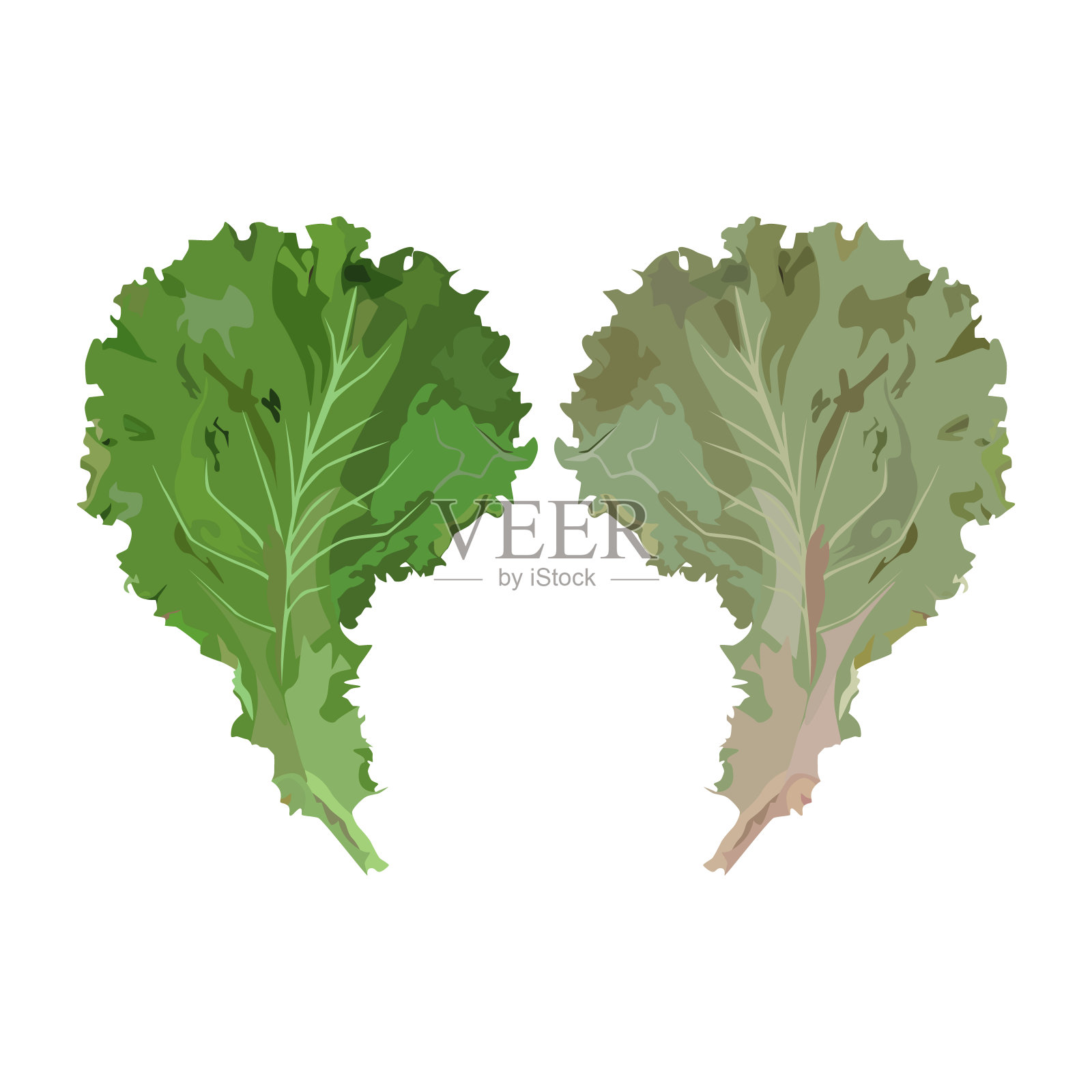 新鲜的绿色生菜叶，矢量插图。有机叶类蔬菜，沙拉配料。插画图片素材