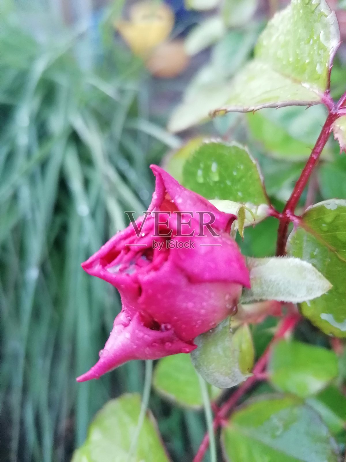 美丽的花在家里的花园里照片摄影图片