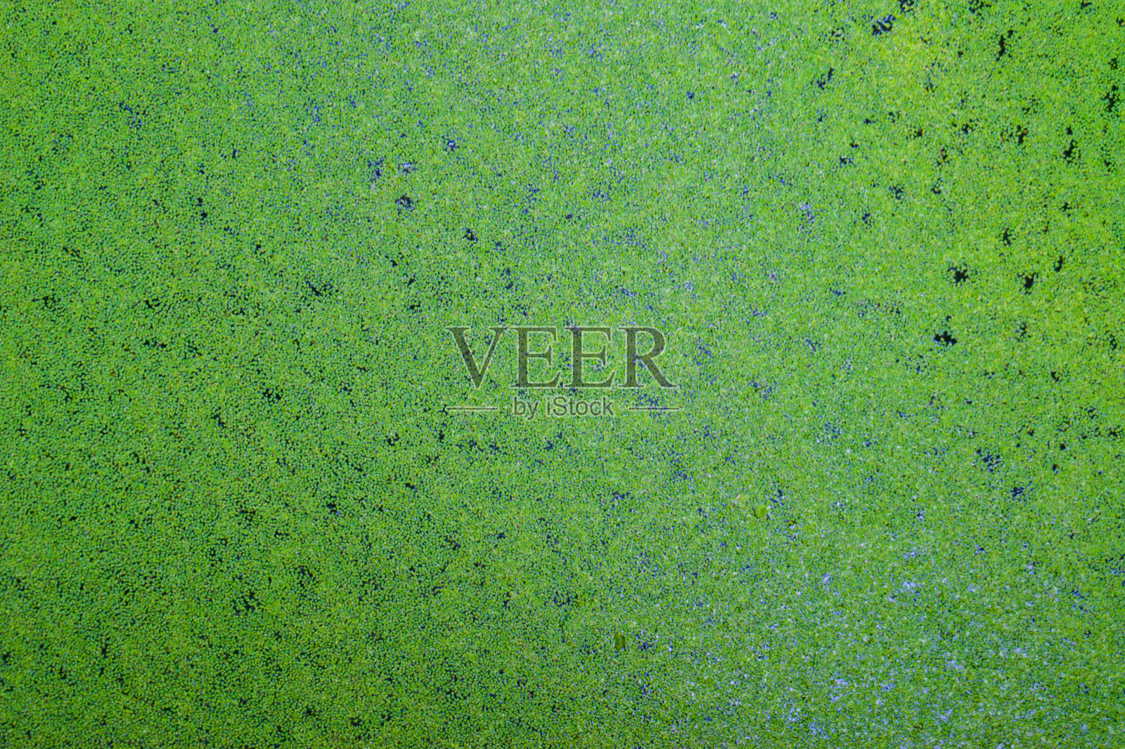 水上一种普通的小浮萍照片摄影图片