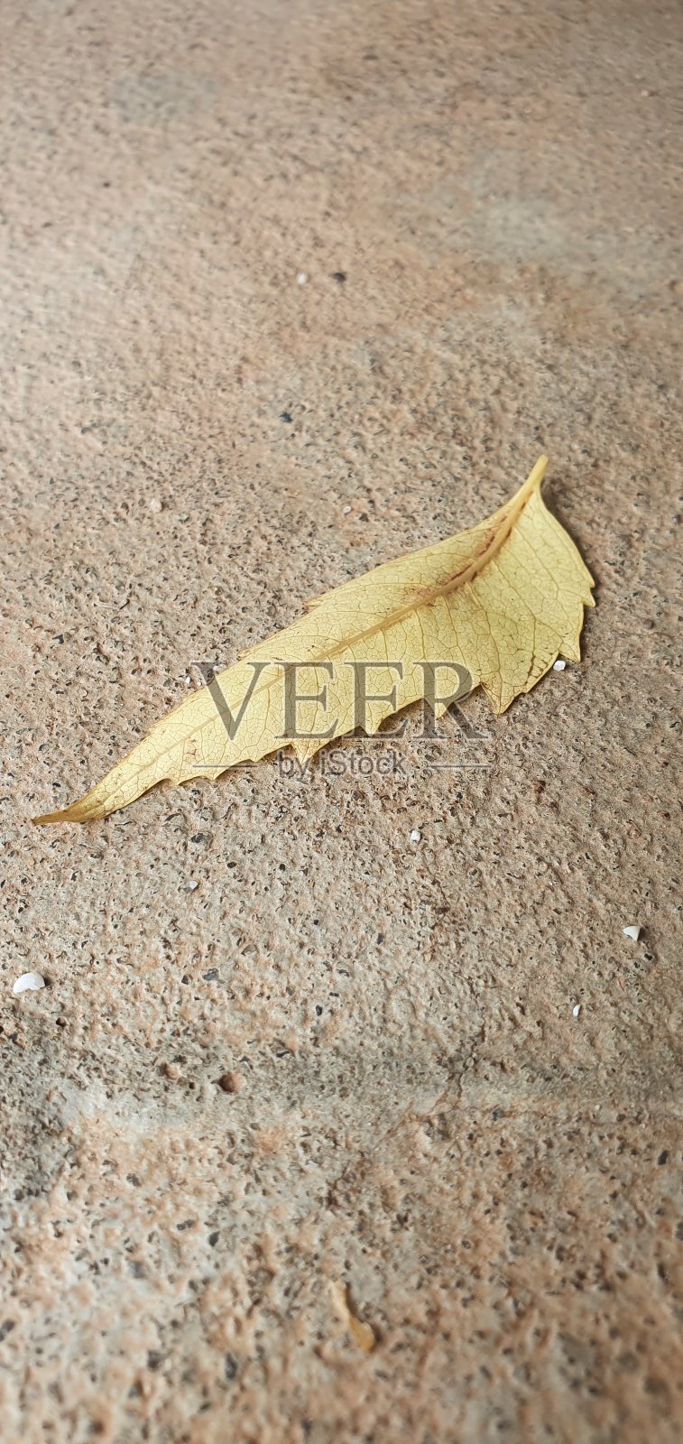 沙地上的枯叶。照片摄影图片