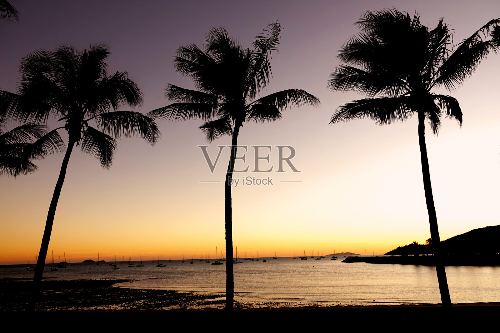 日出时的棕榈树照片摄影图片