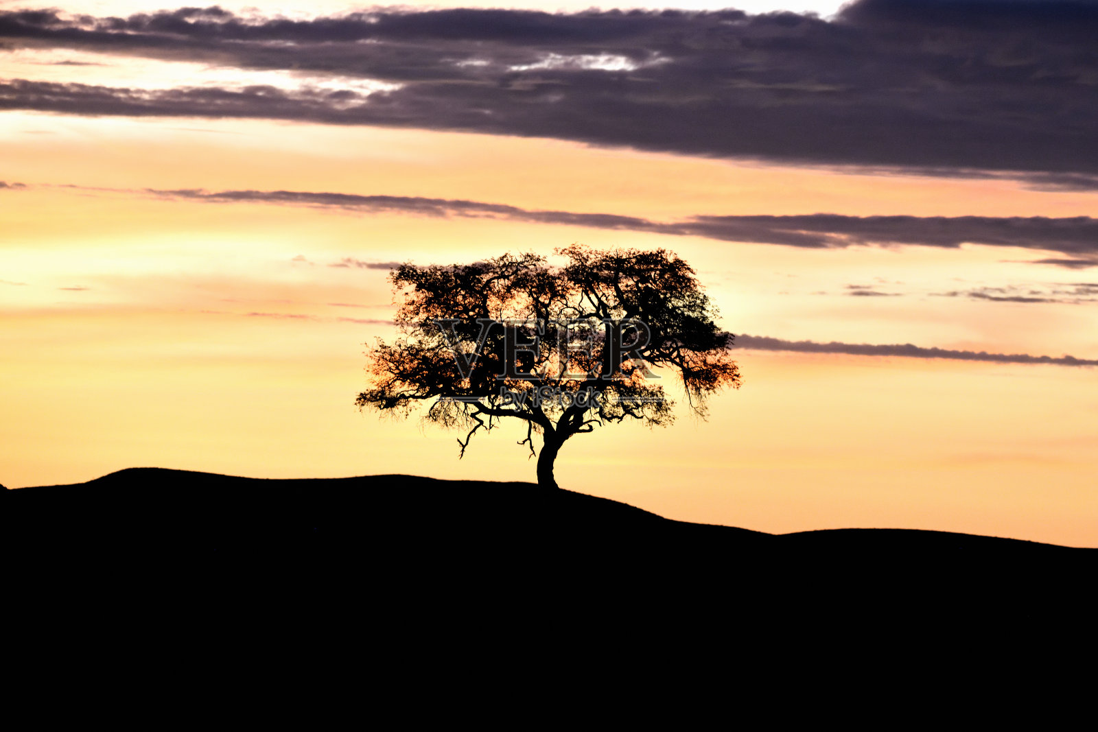 纳米比亚的日落和树木照片摄影图片