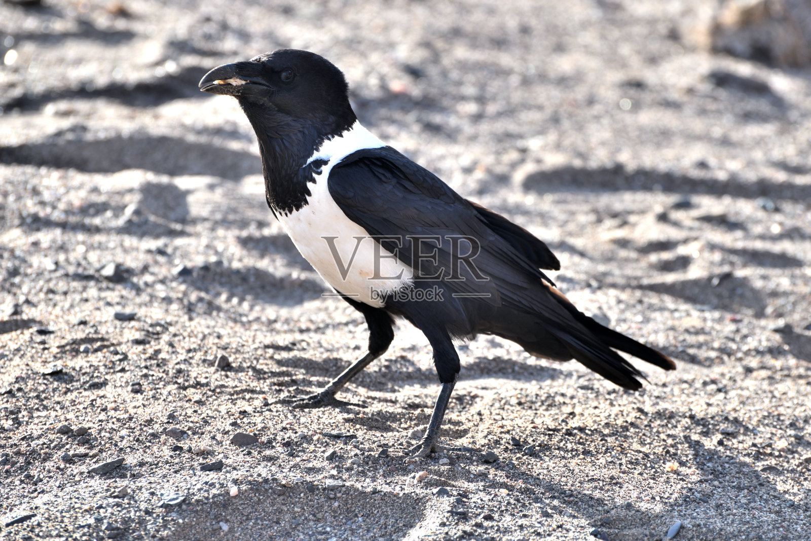 彩衣乌鸦(Corvus albus)吃一片面包，纳米比亚照片摄影图片