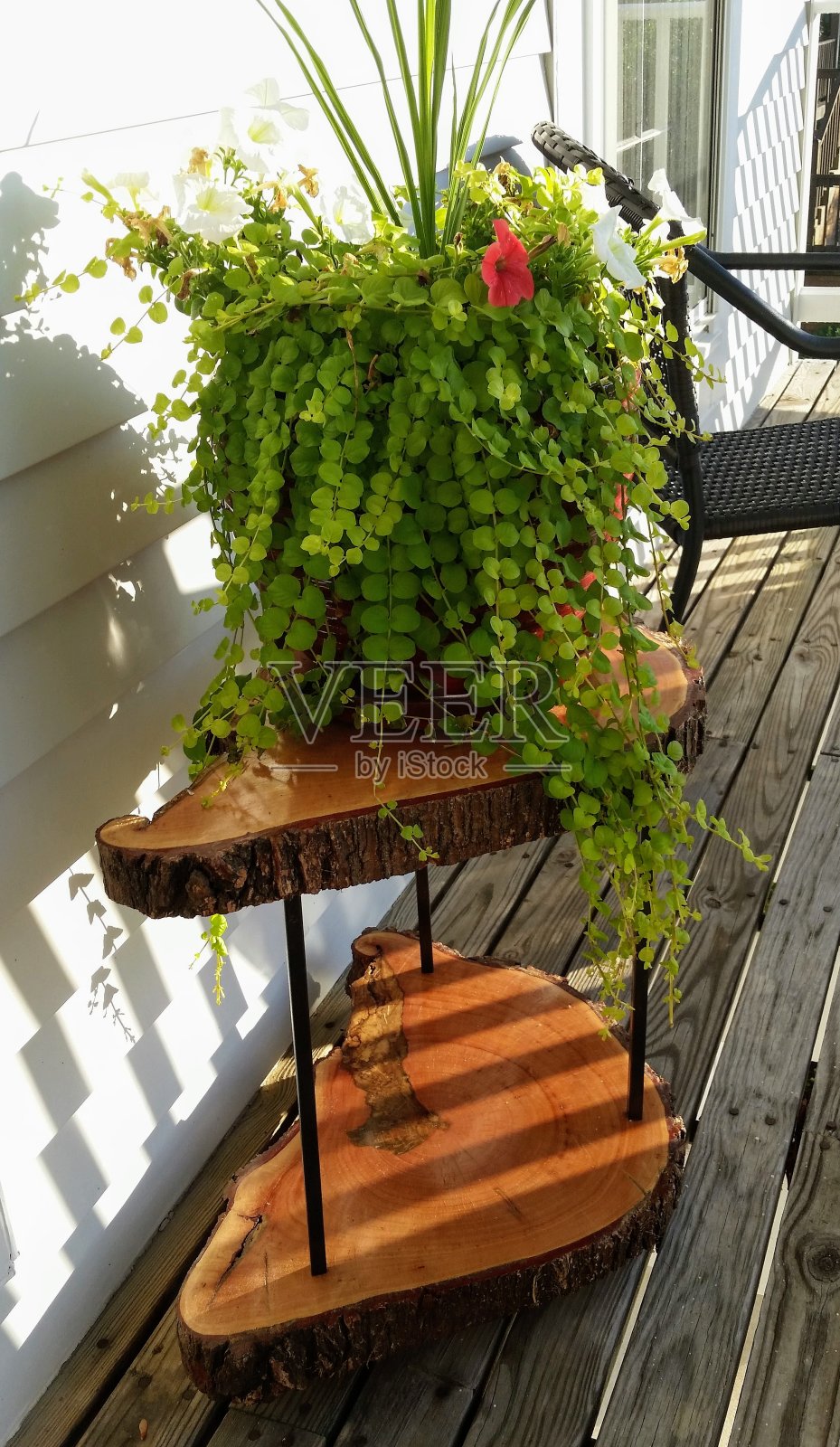 前廊植物和桌子照片摄影图片