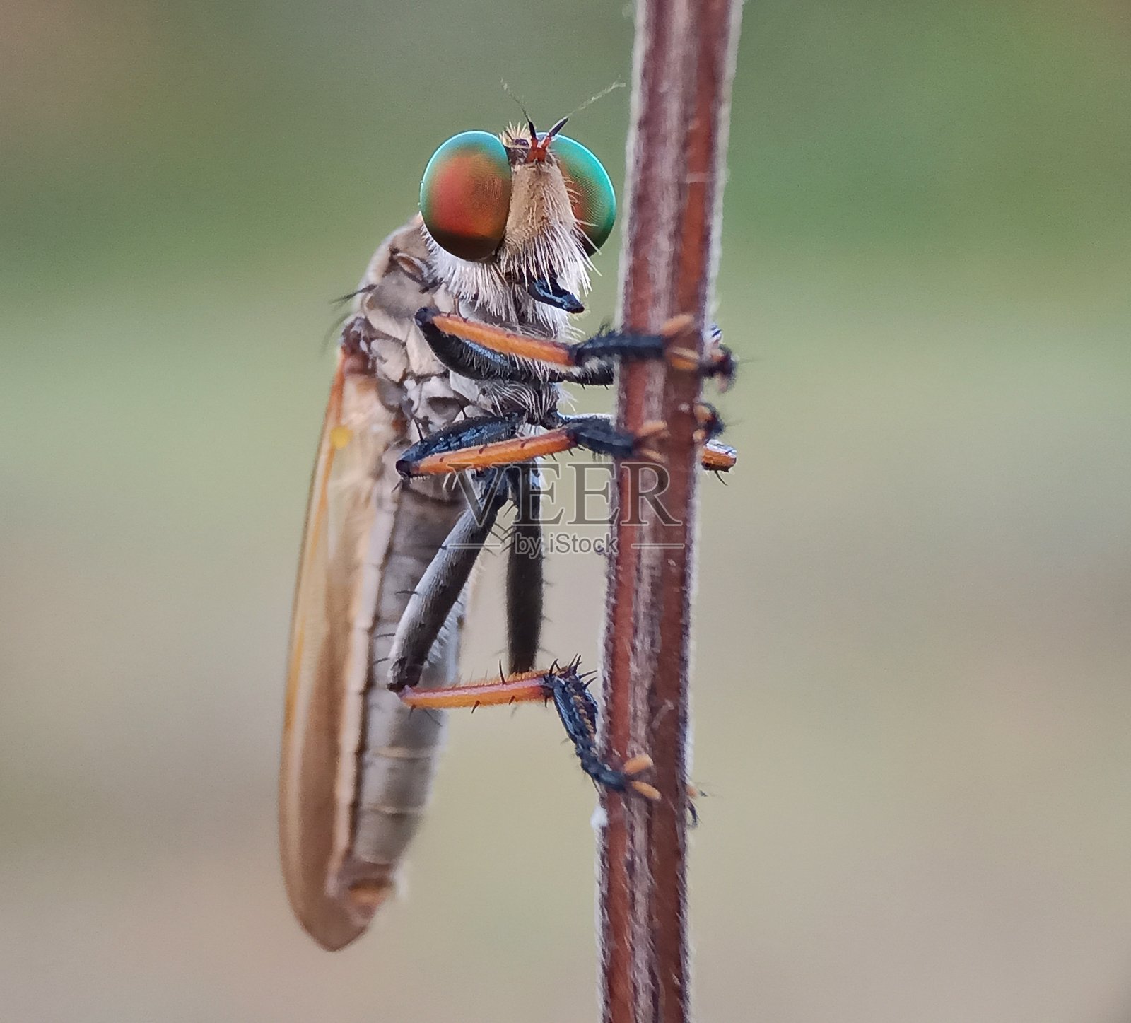 彩虹robberfly照片摄影图片