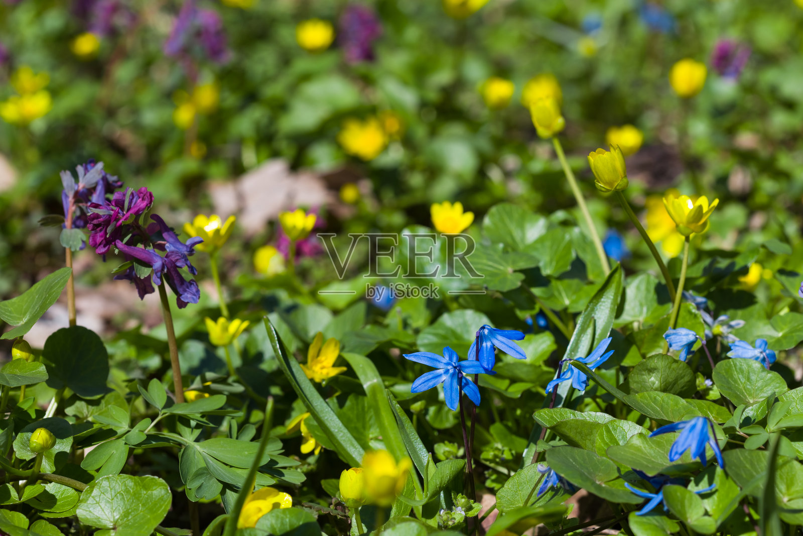 美丽的春雪花莲林间空地照片摄影图片