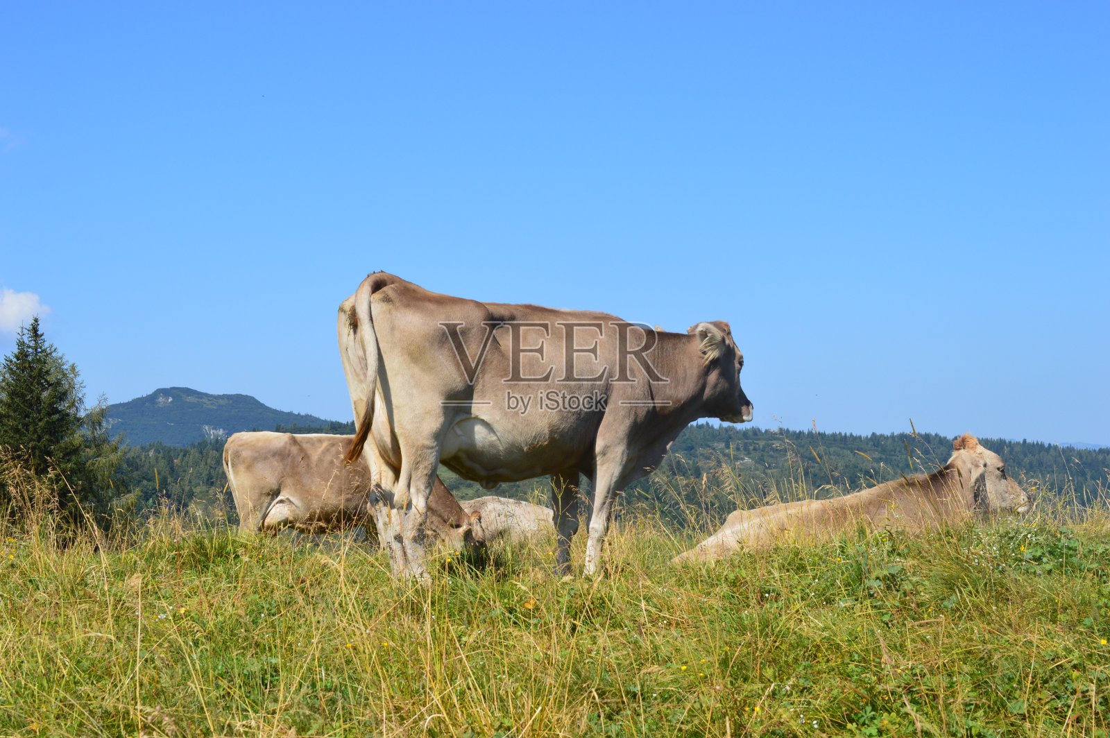 阿尔卑斯山的奶牛照片摄影图片
