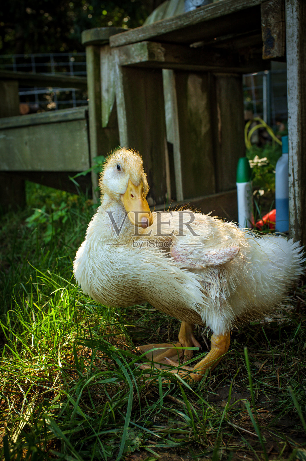 美国青年北京小鸭子照片摄影图片