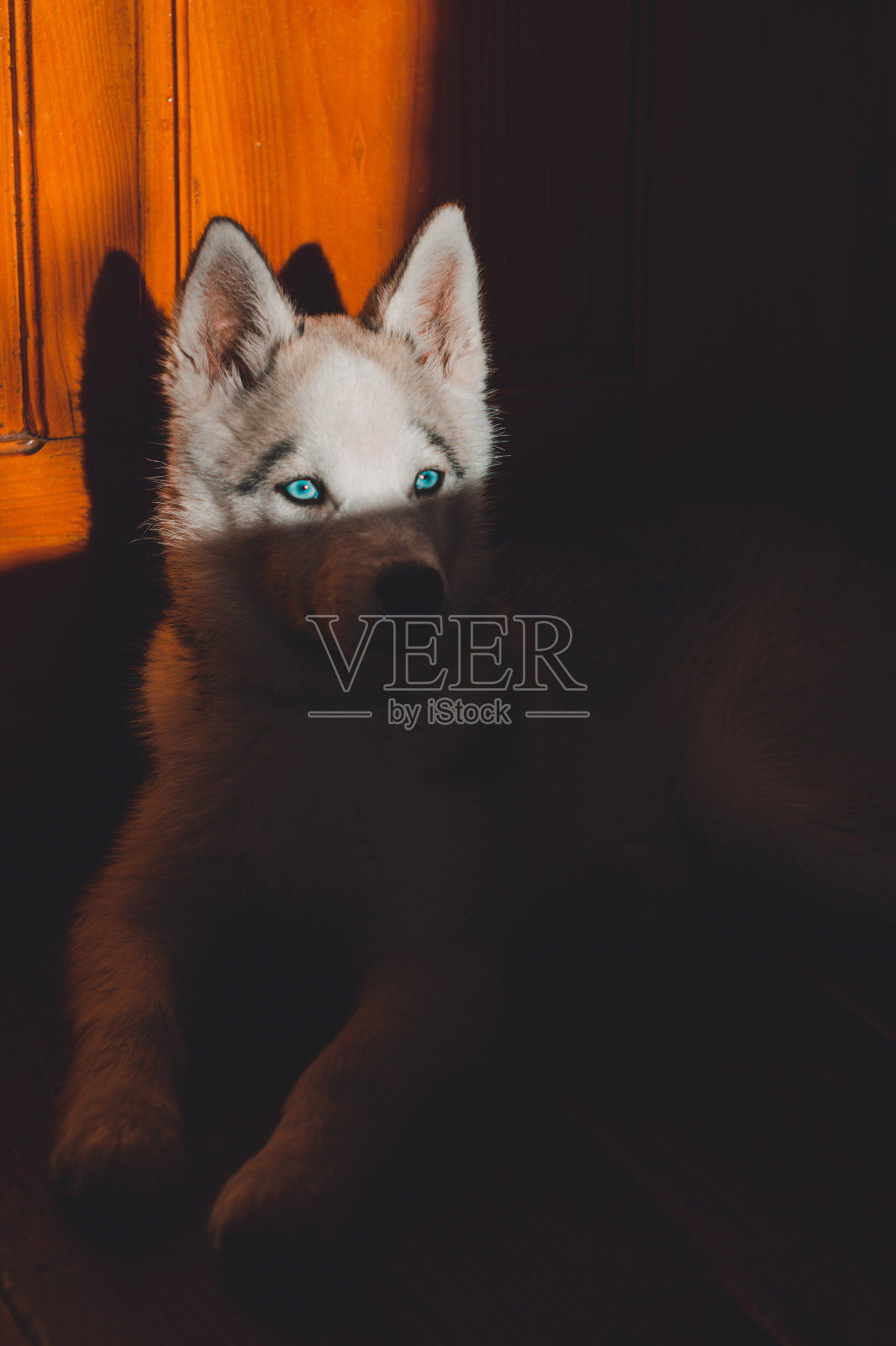 小灰哈士奇在家，小狗哈士奇的肖像。照片摄影图片