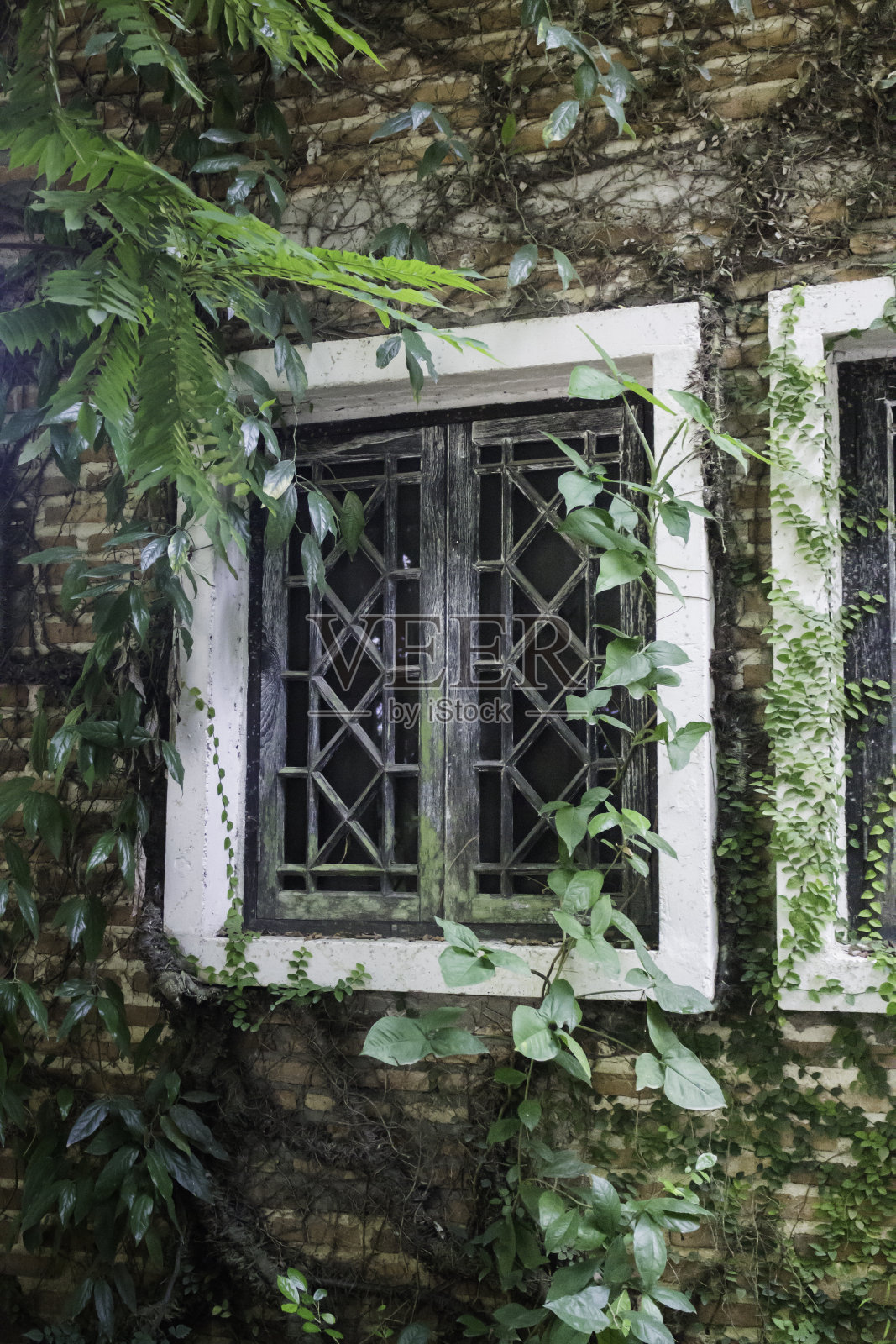 当地度假村砖房周围的常春藤照片摄影图片