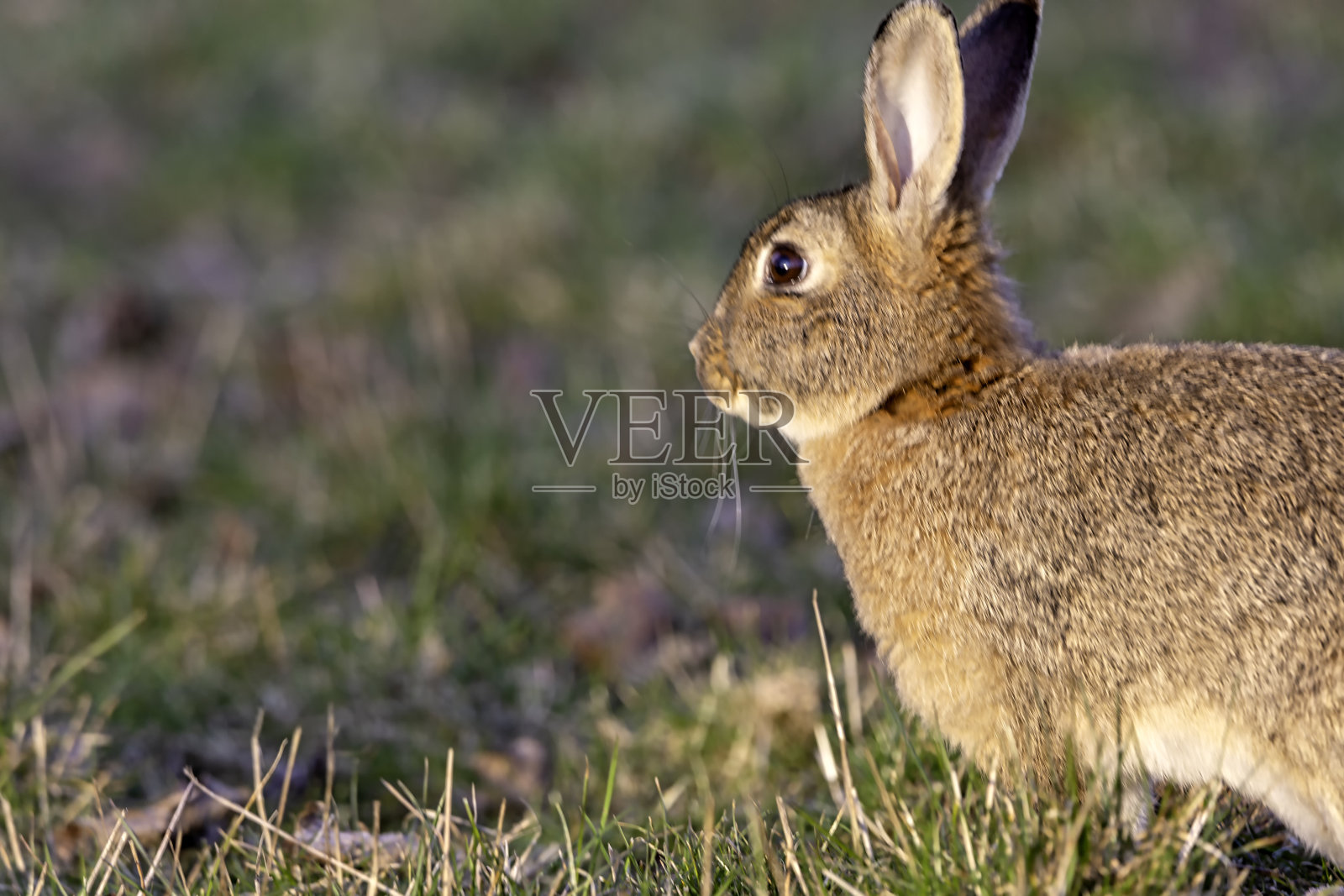 日落时分，公园里的野兔照片摄影图片