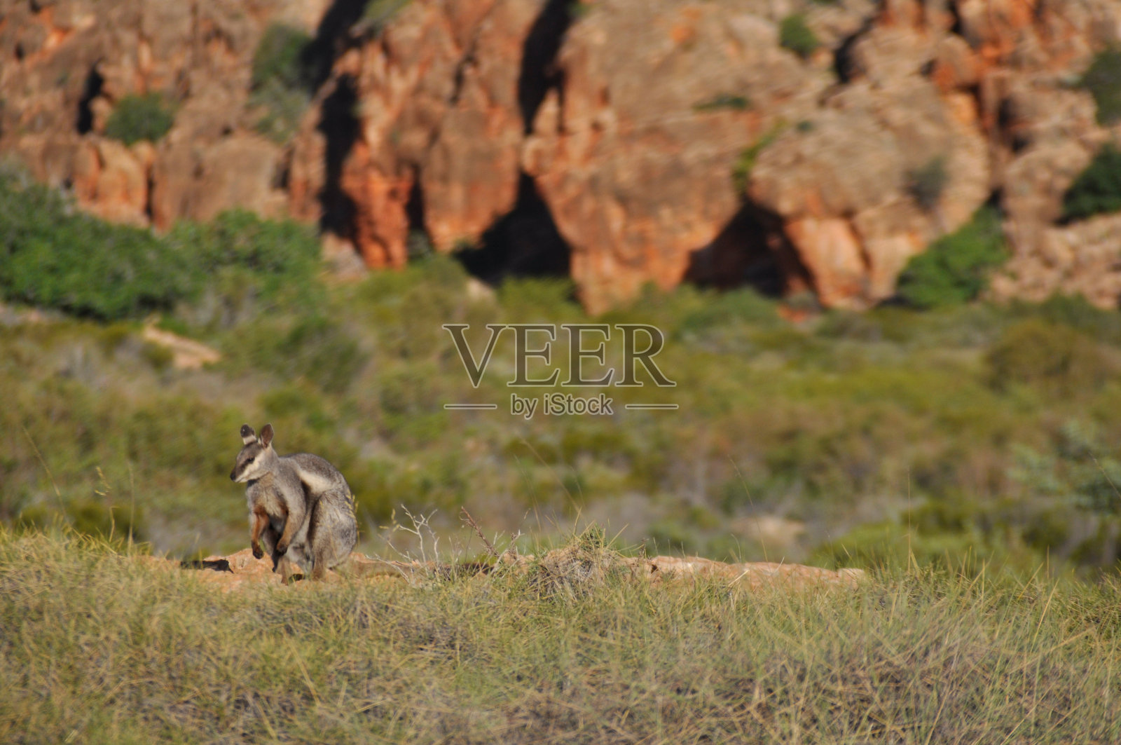 濒临灭绝的黑鳍岩沙袋鼠。这些小有袋动物是熟练的跳岩动物，生活在峡谷的悬崖上以获得保护。照片摄影图片