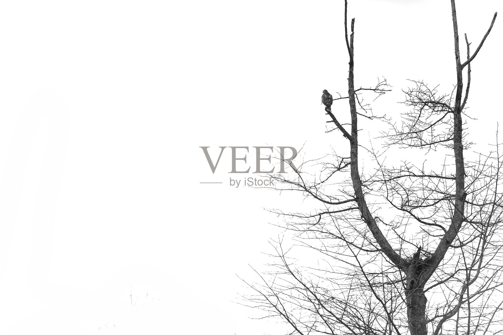 鹰看照片摄影图片