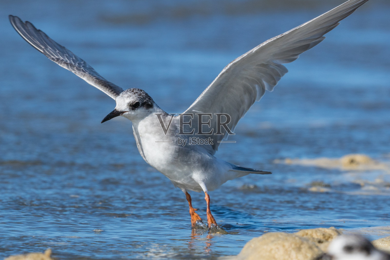 幼黑头燕鸥-白纹燕鸥照片摄影图片