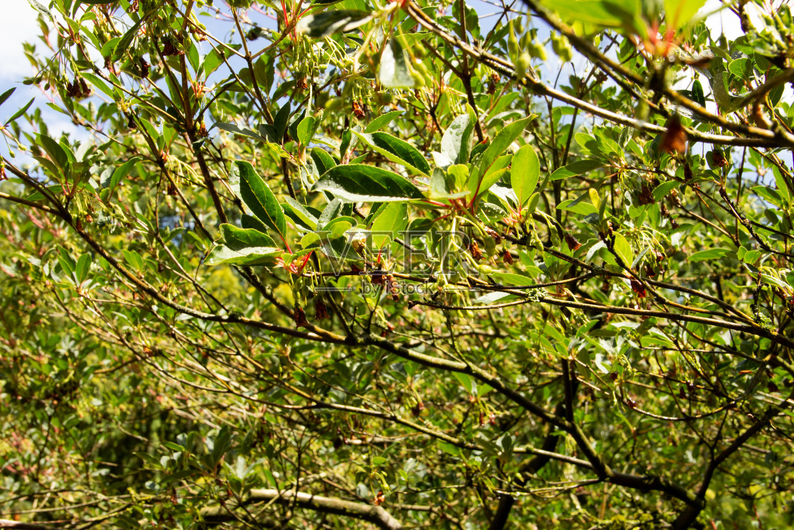 一种红脉藤本植物的视图。这是我们的装饰计划照片摄影图片