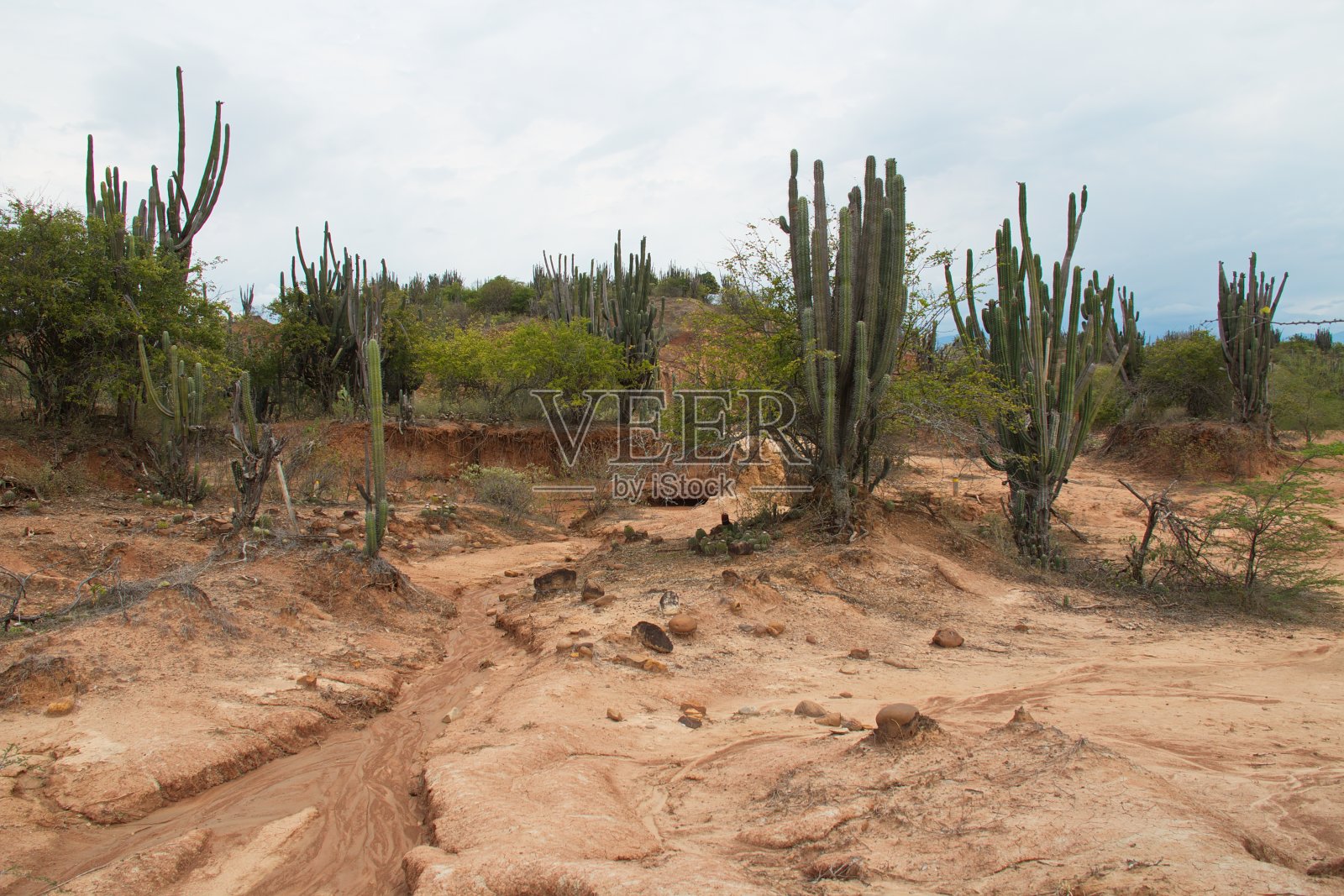 南美洲哥伦比亚塔塔科阿沙漠中的仙人掌照片摄影图片