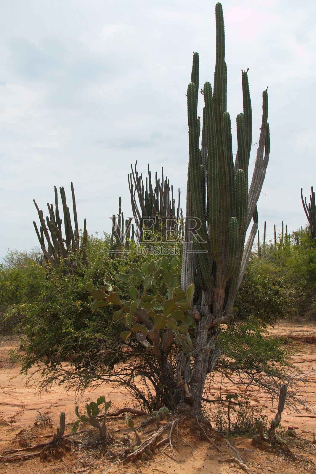 南美洲哥伦比亚塔塔科阿沙漠中的仙人掌照片摄影图片