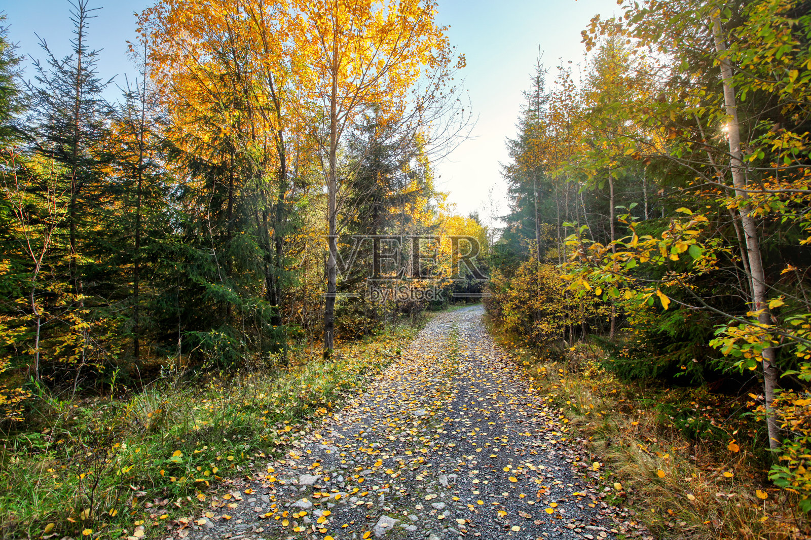 尘土和岩石森林的道路，秋天彩色的树木两侧，太阳背光在背景照片摄影图片