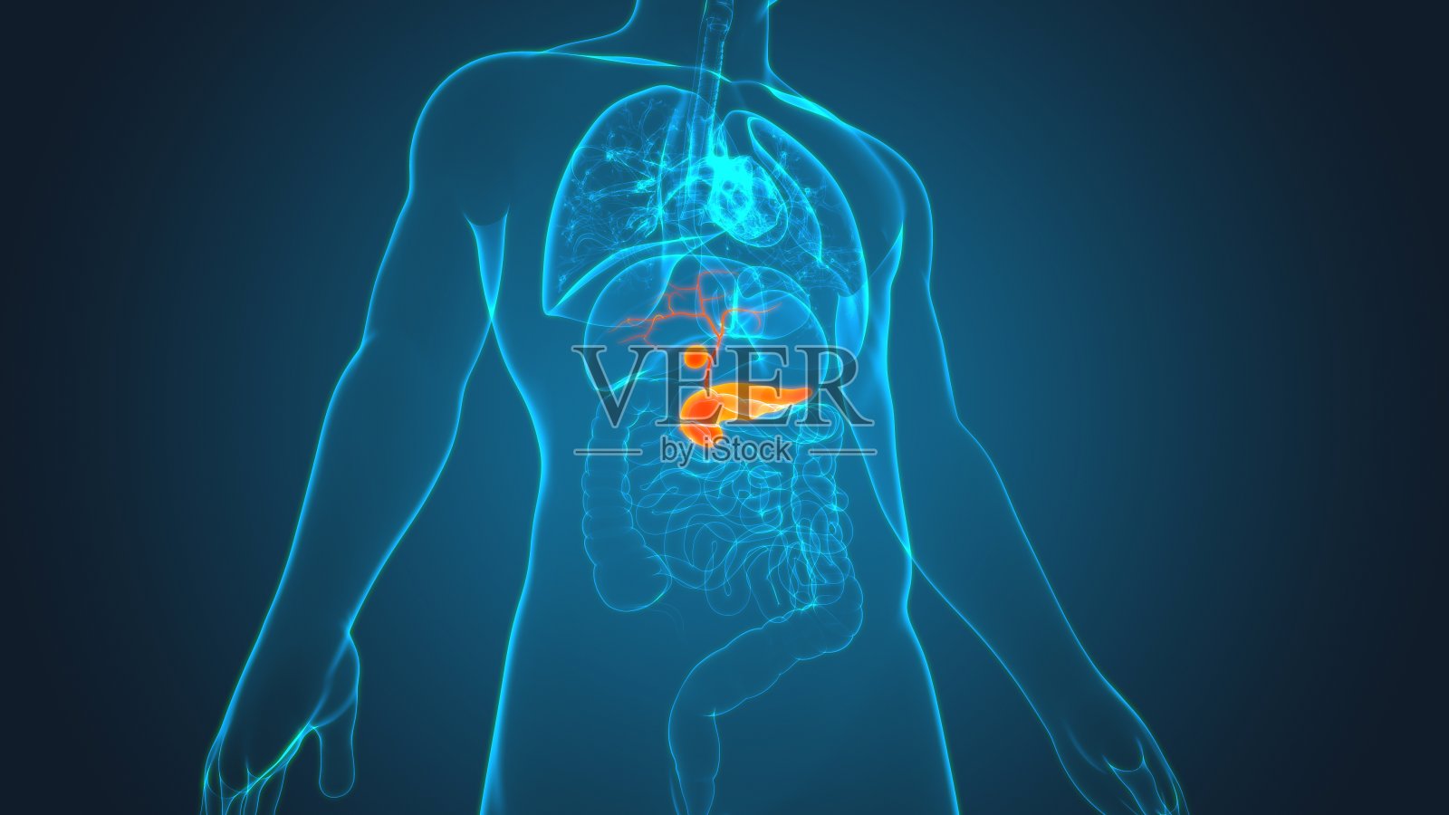 胆囊人体消化系统解剖3D照片摄影图片
