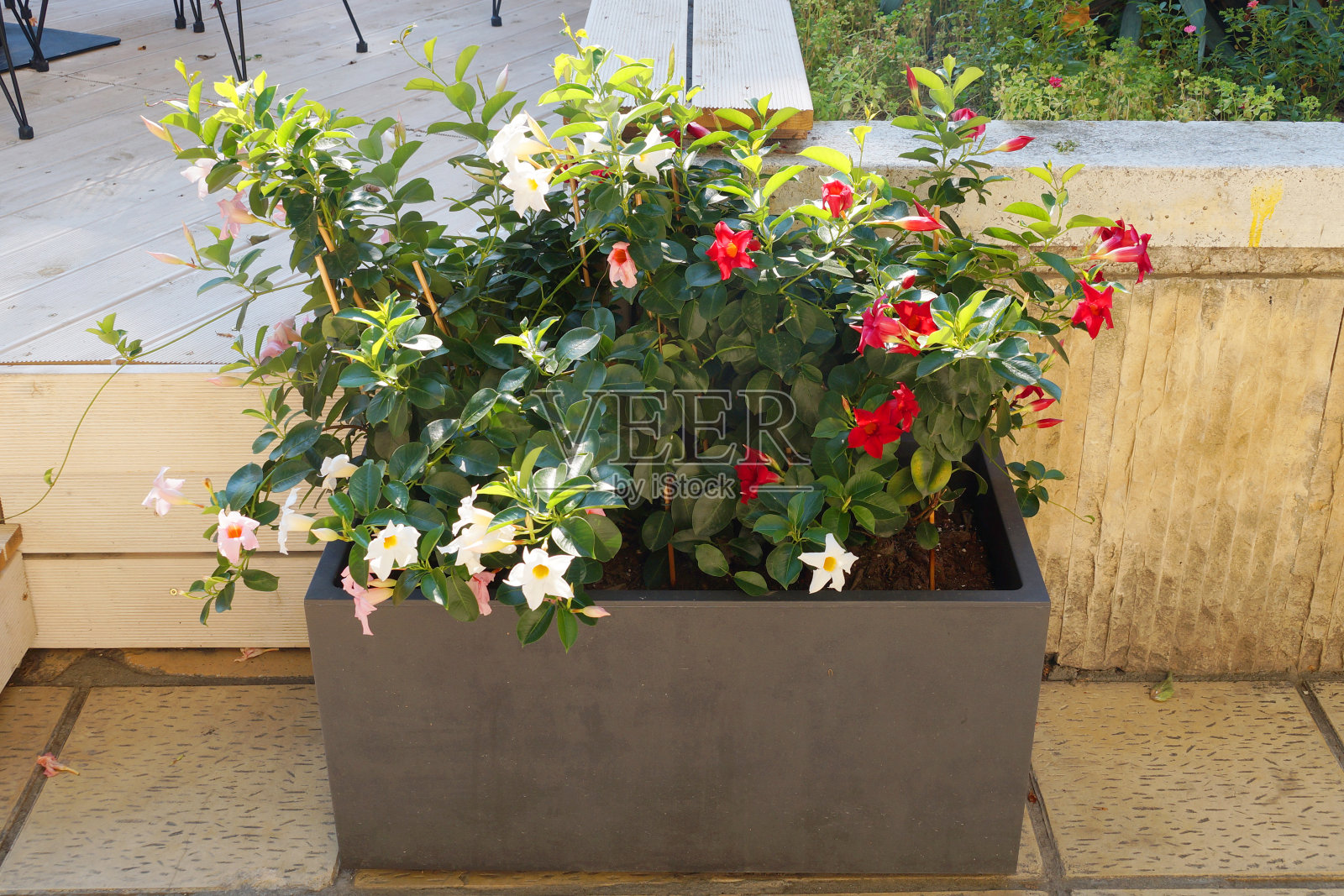街道上一个长方形花盆里的装饰性花卉照片摄影图片