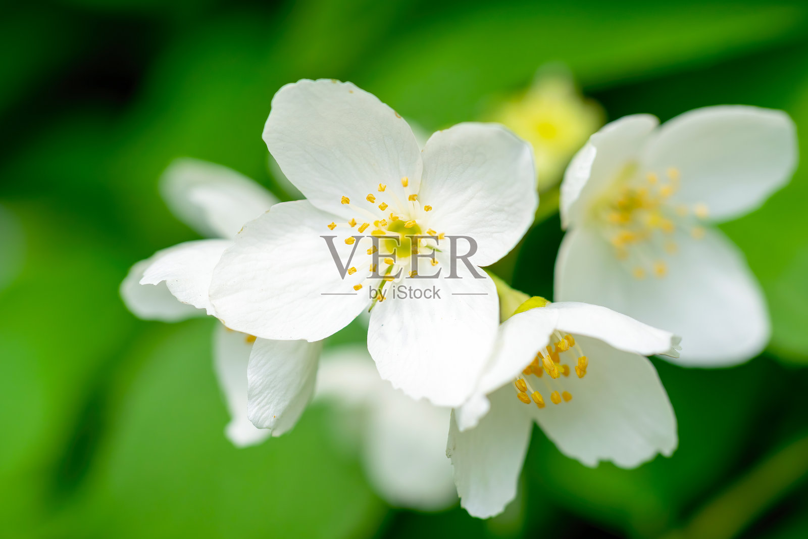 春天的小枝上开着白色的茉莉花照片摄影图片