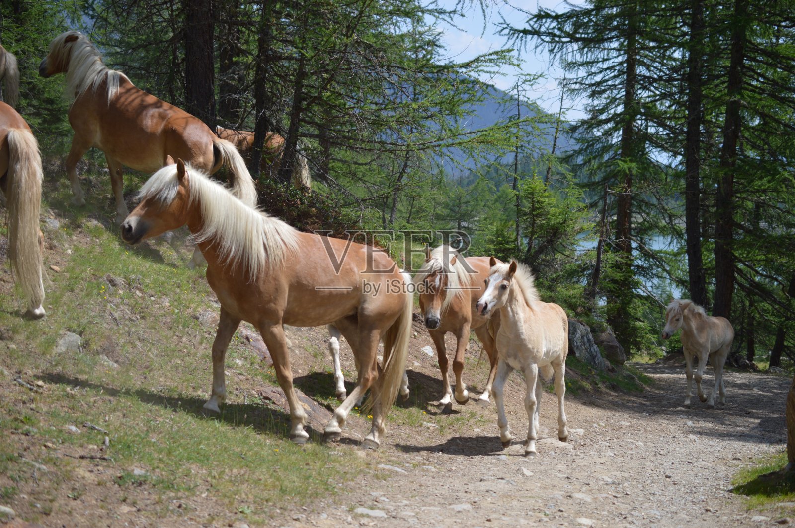 马在Southtyrol照片摄影图片