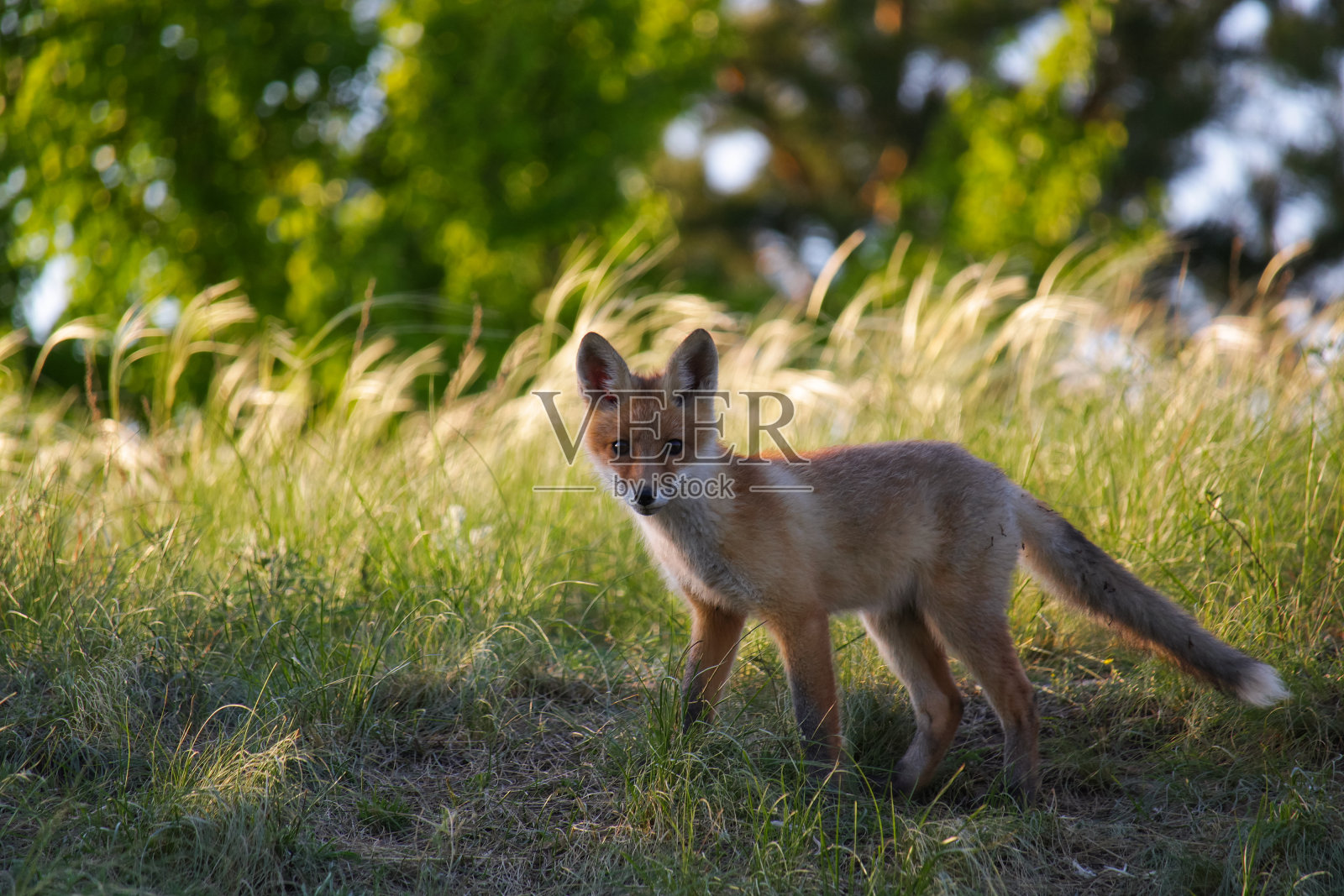 一只小狐狸站在树阴下照片摄影图片