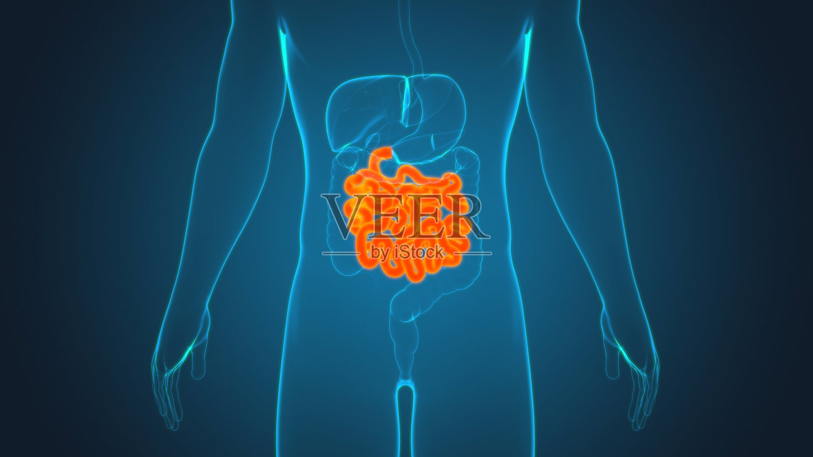 小肠3D插图人体消化系统解剖医学概念照片摄影图片