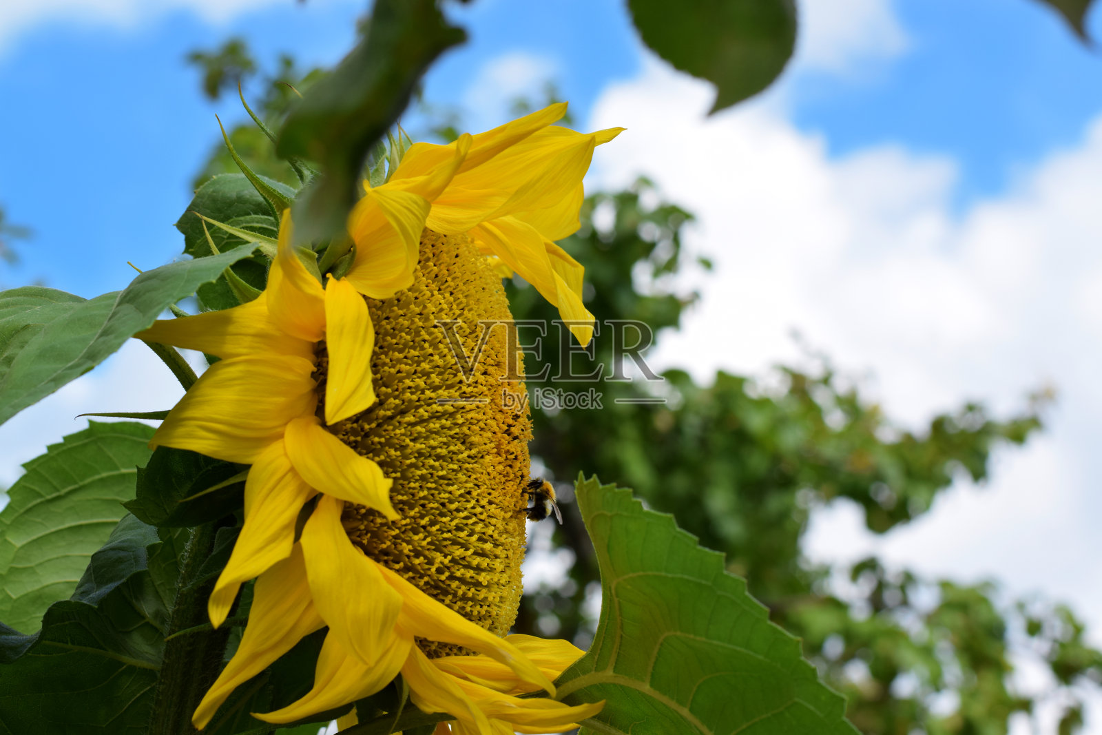 阳光下的向日葵和采蜜的蜜蜂照片摄影图片